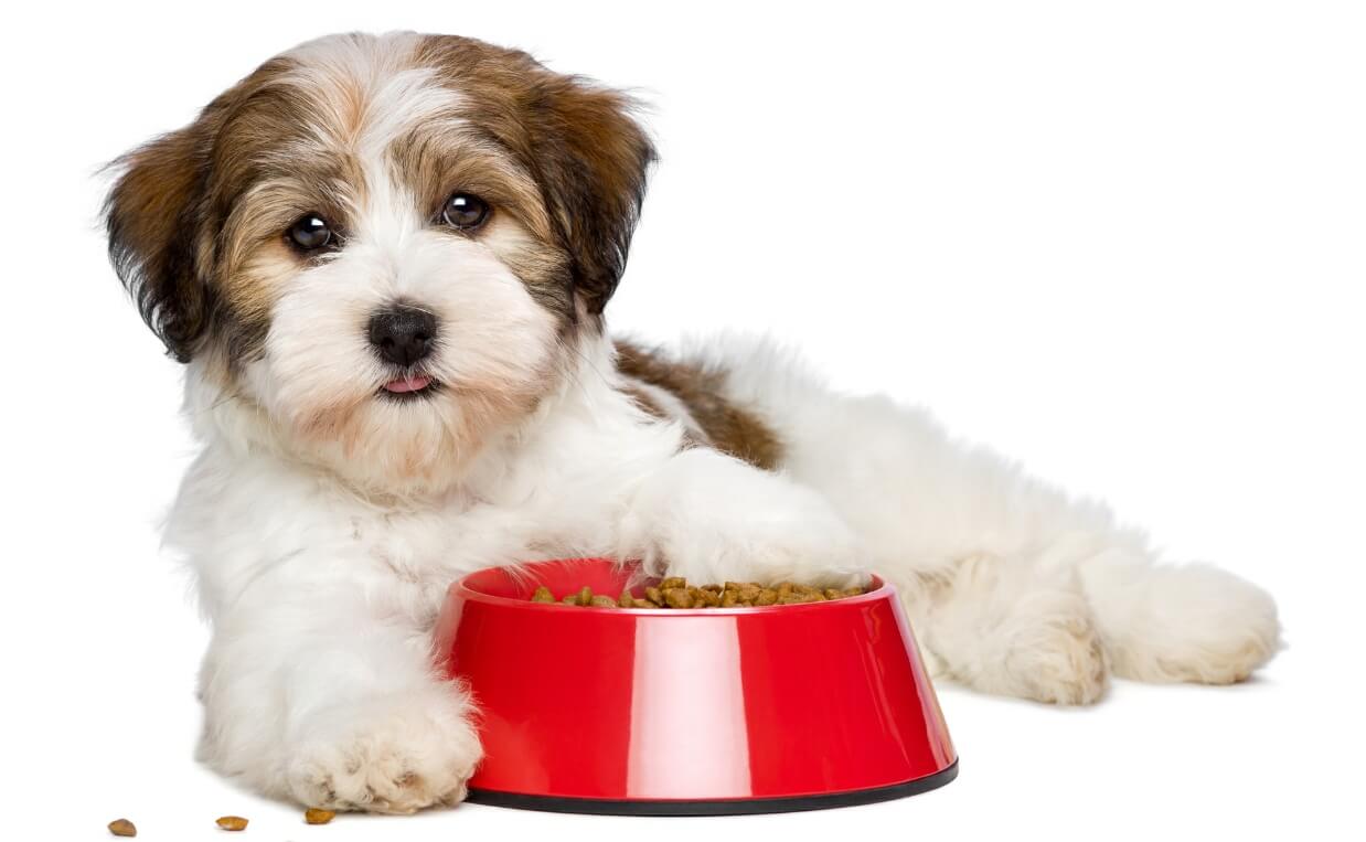 Dogs and a bowl of Amaranth