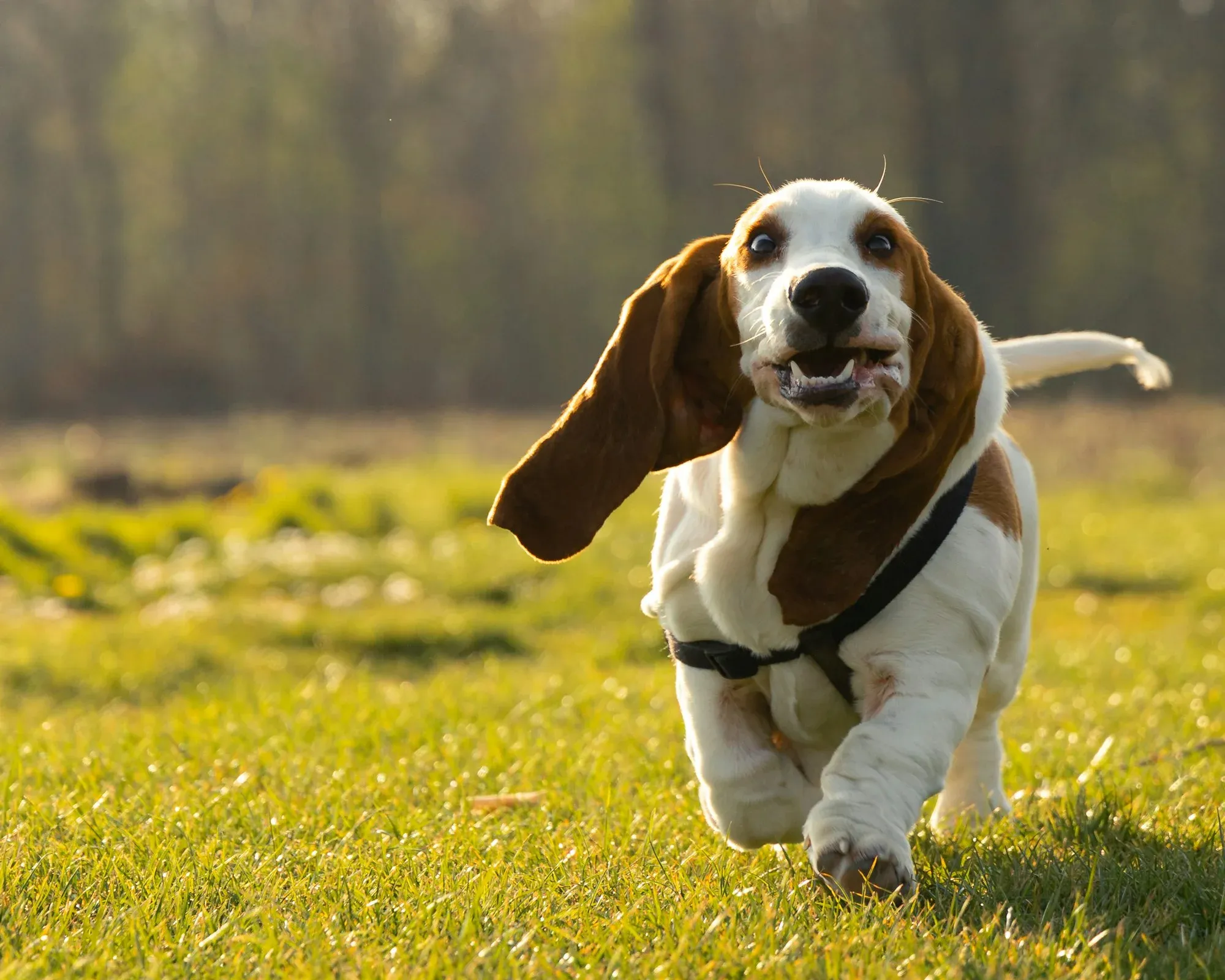 Why Do Dogs Get The Zoomies After A Bath?