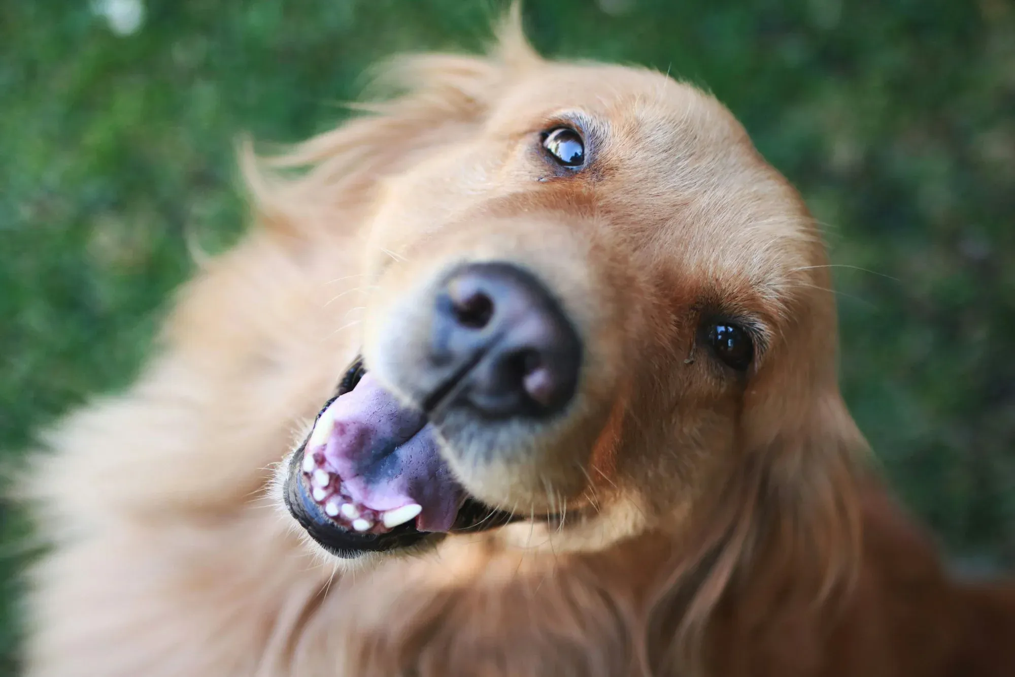 Are Golden Retrievers Smart? 