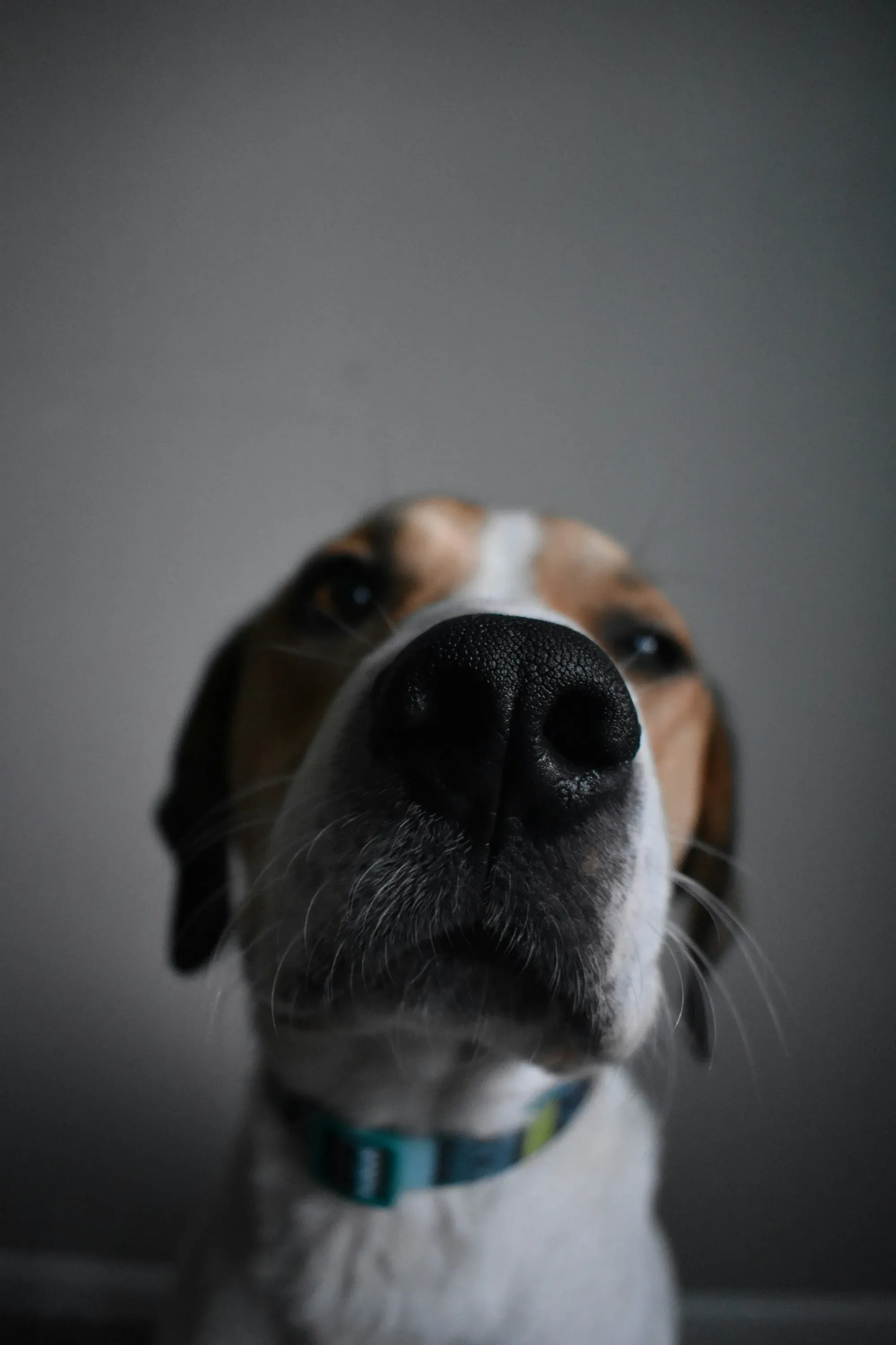 Puppy Portrait of a dog nose