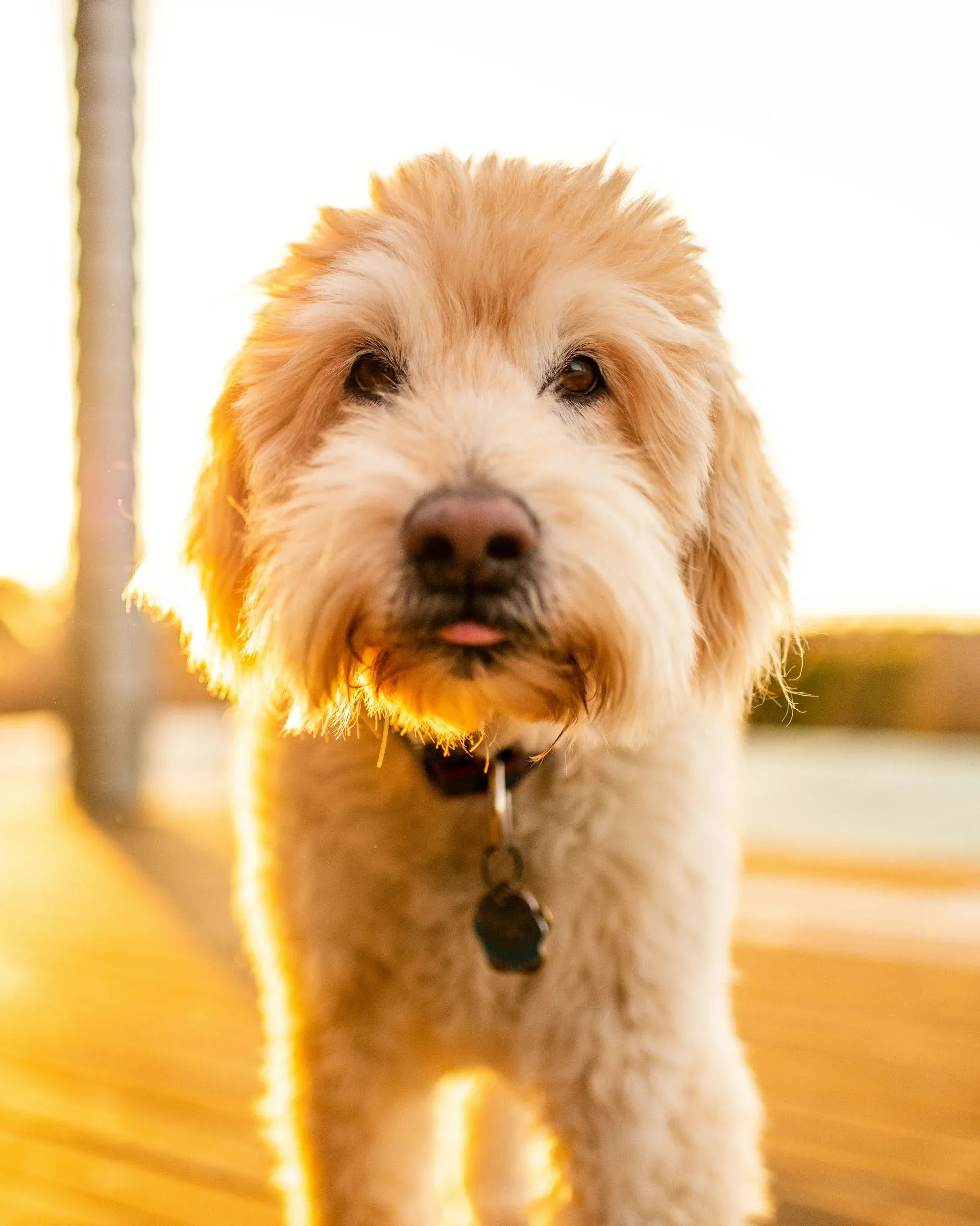 The Straight Hair Goldendoodle