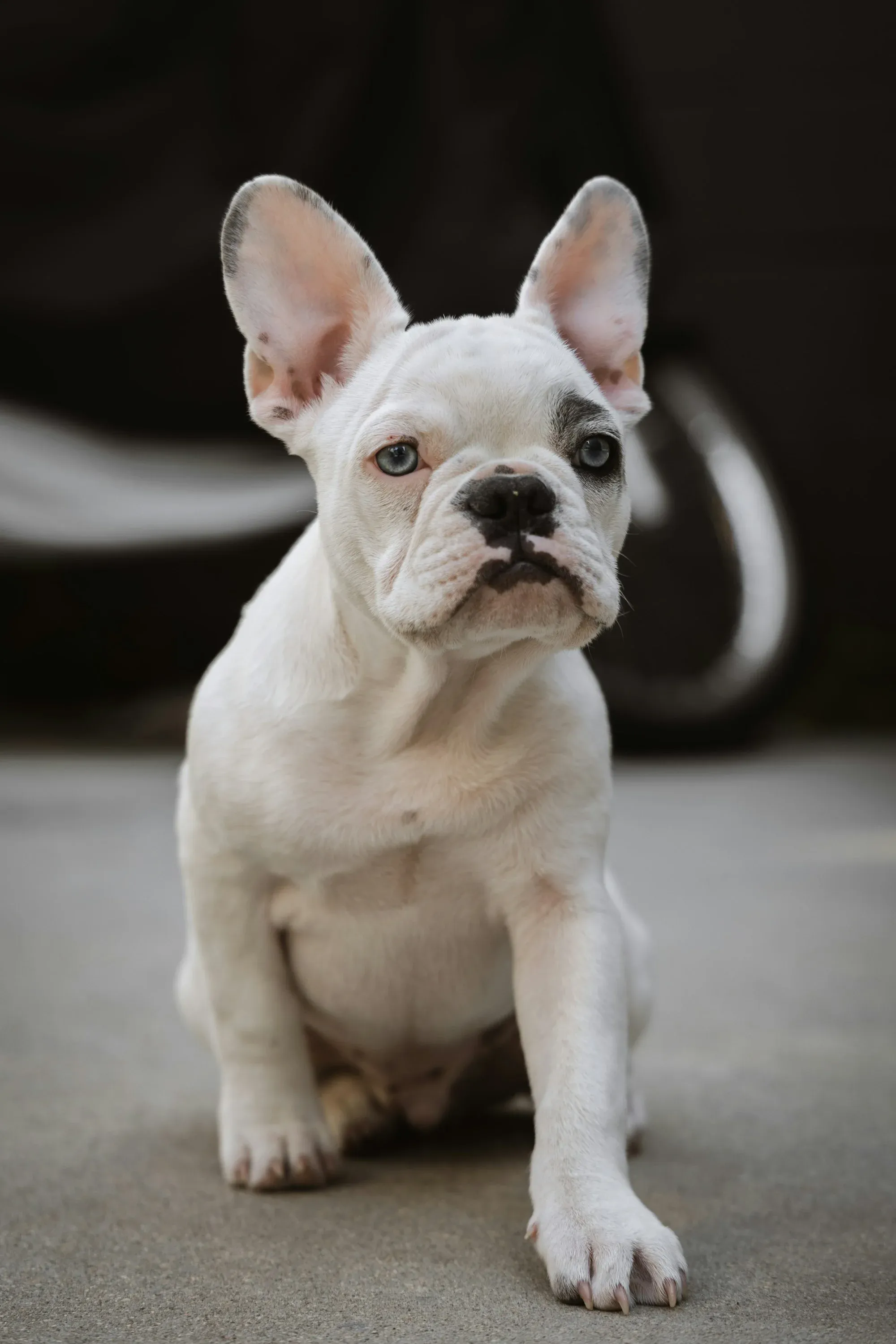 What is a Platinum French Bulldog?
