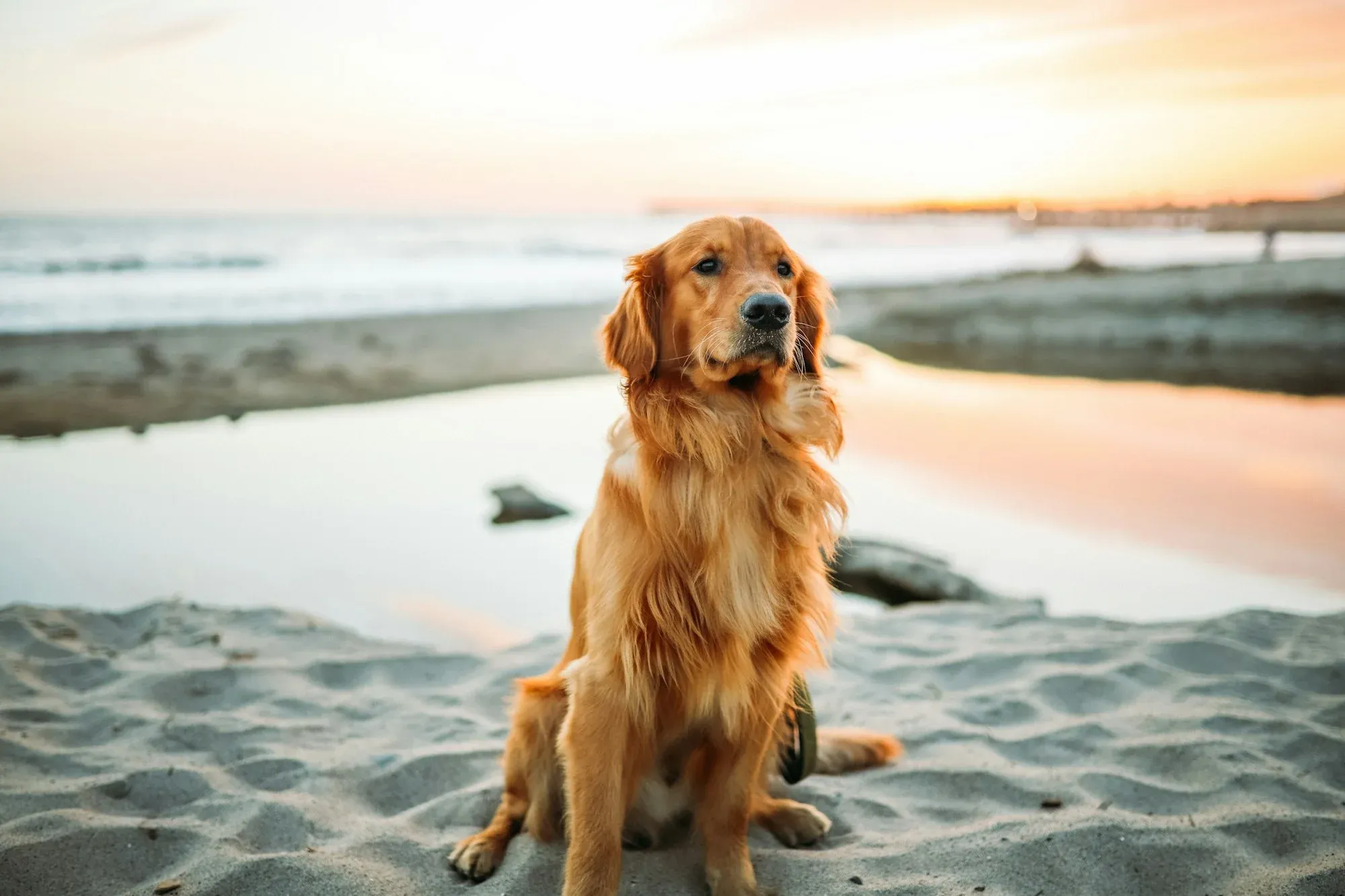 How to Train a Golden Retriever: The Importance of Mental Stimulation
