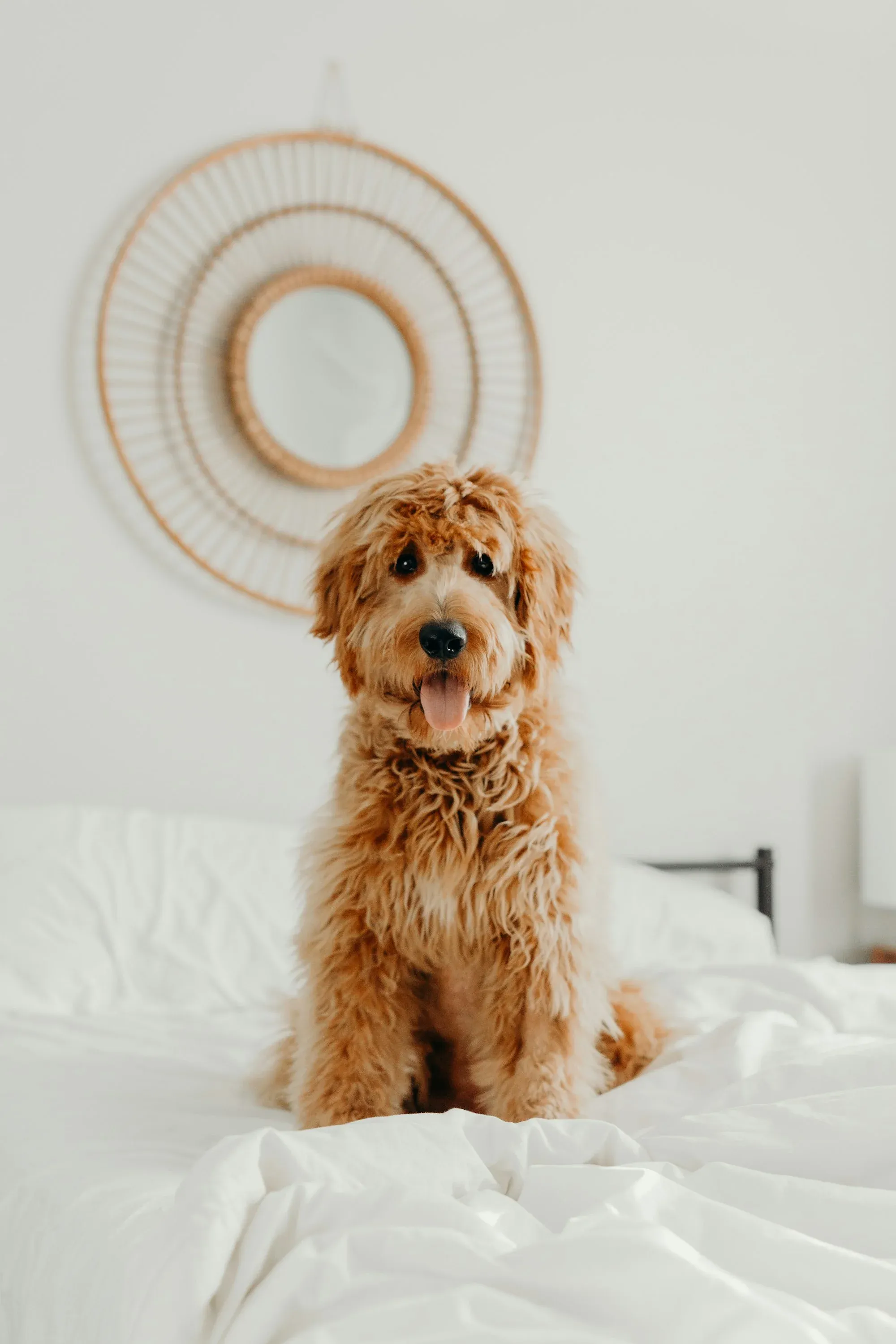 Are Goldendoodles Always Curly?
