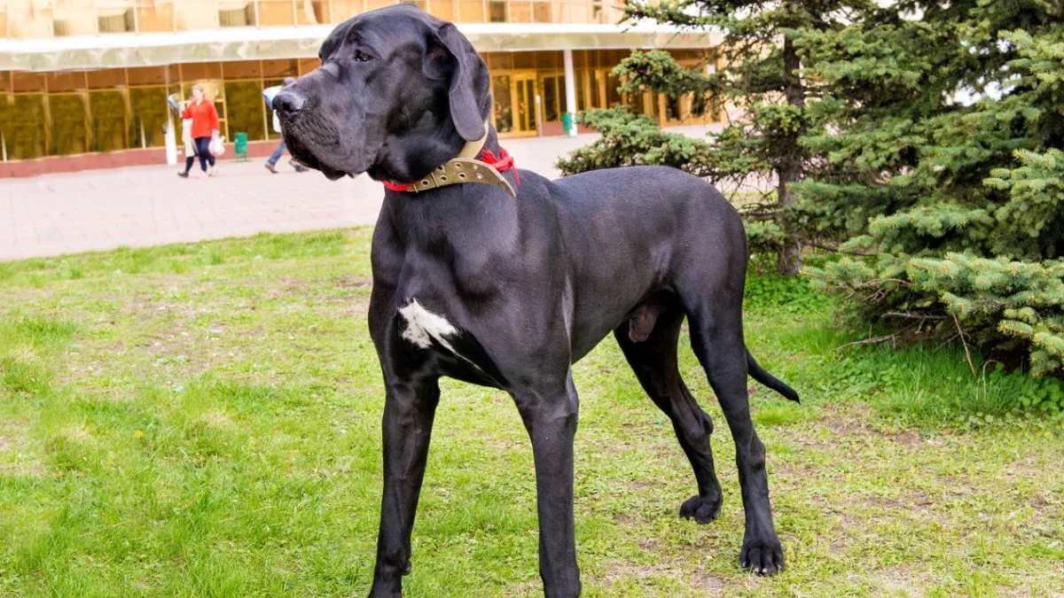 pitbull mixed with great dane