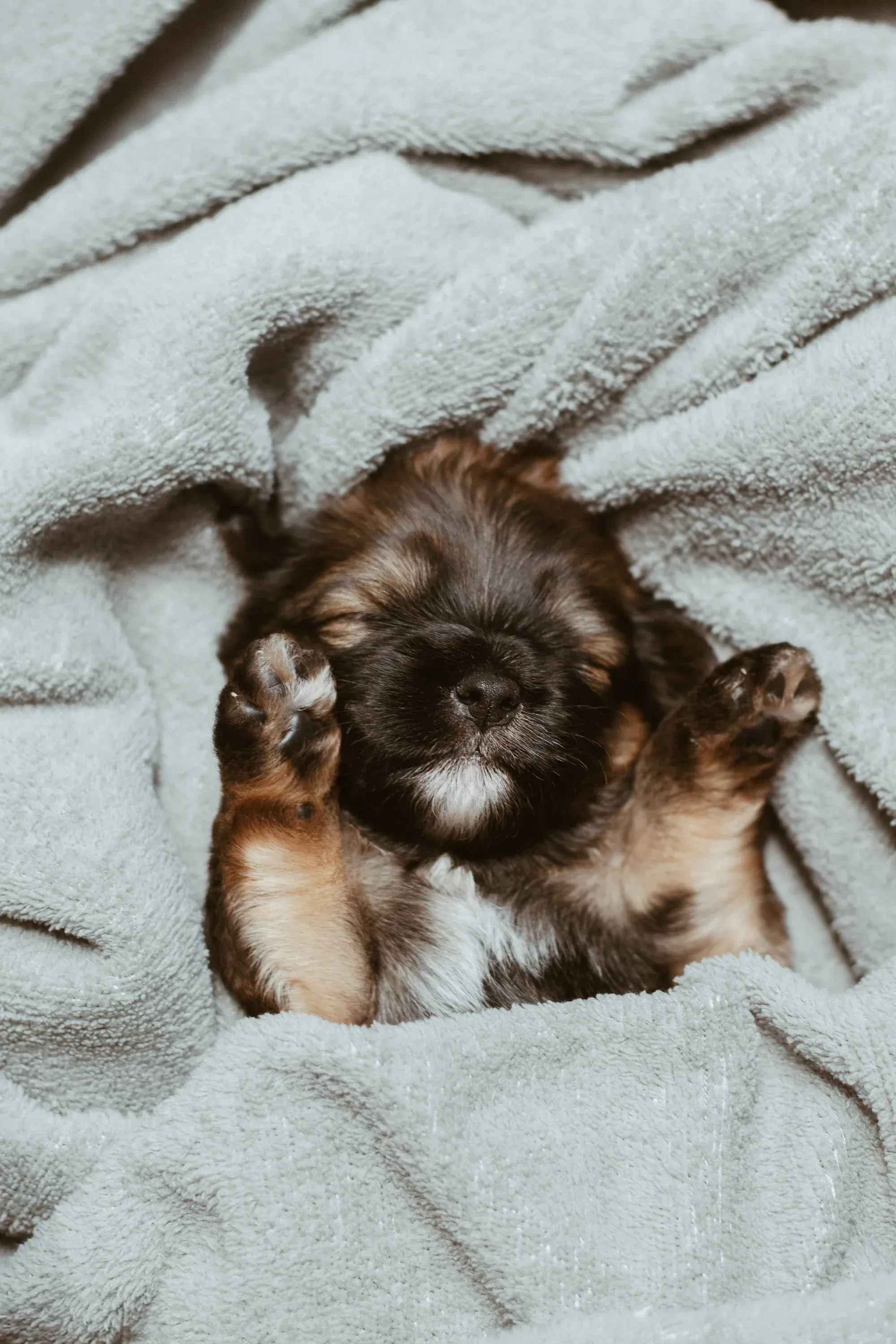 A puppy sleeping on a blanket. Full of love.