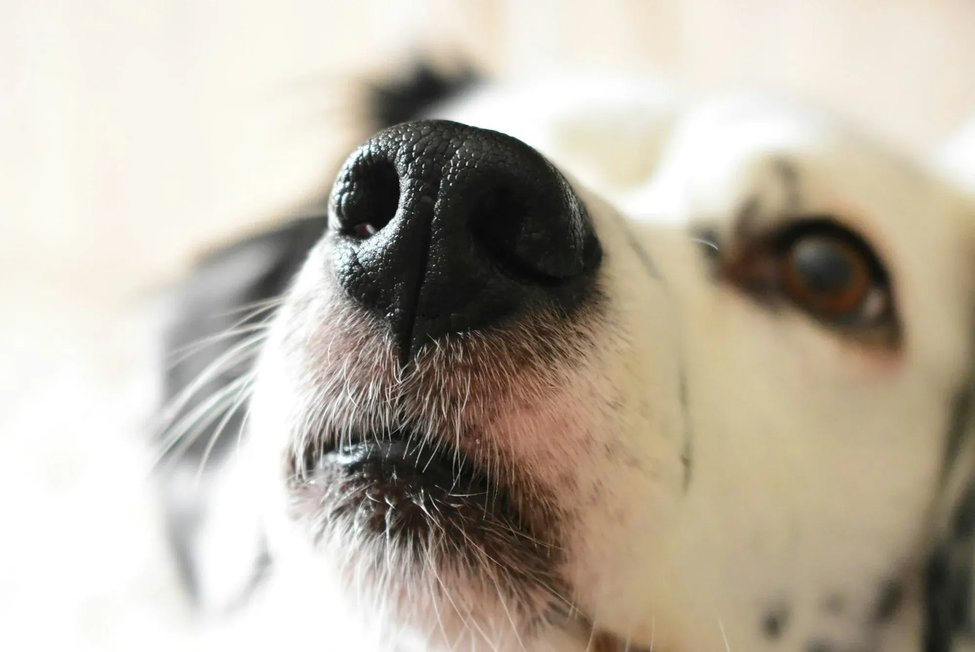 The Role of a Dog's Nose in Heat Regulation