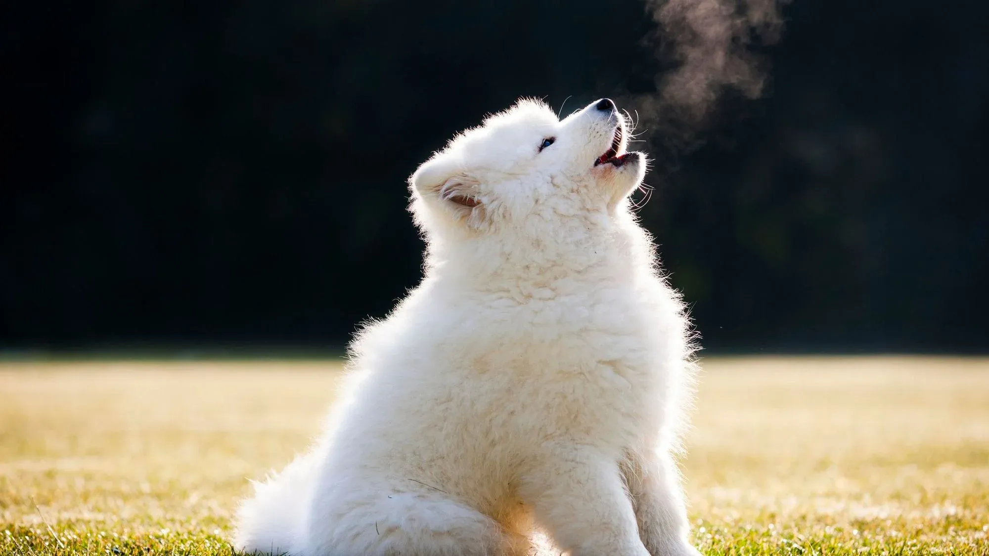 Why Do Dogs Howl?