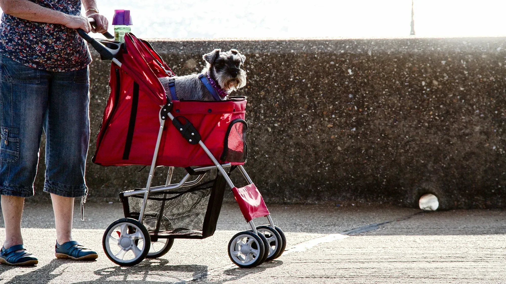 Dog Stroller