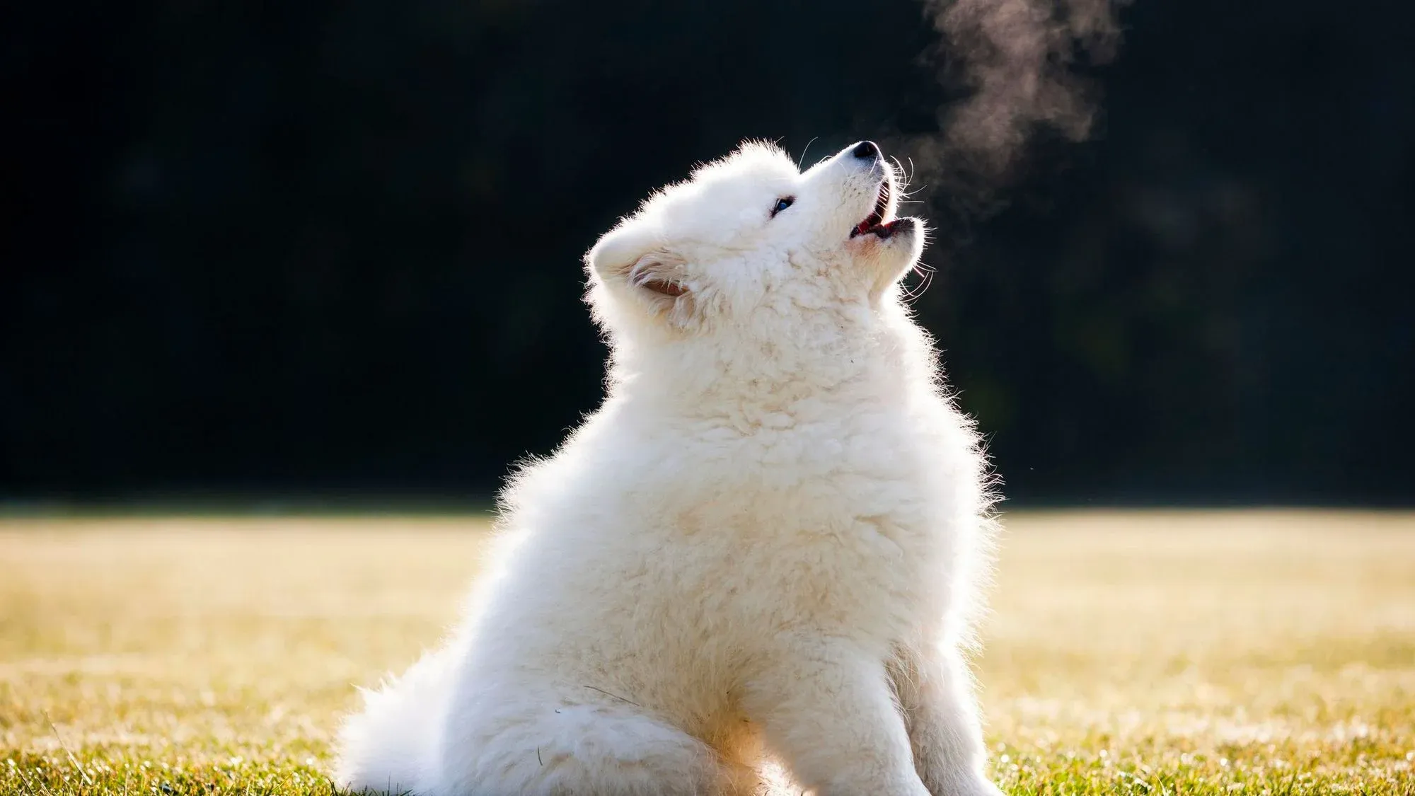 How To Keep Your Dog From Howling