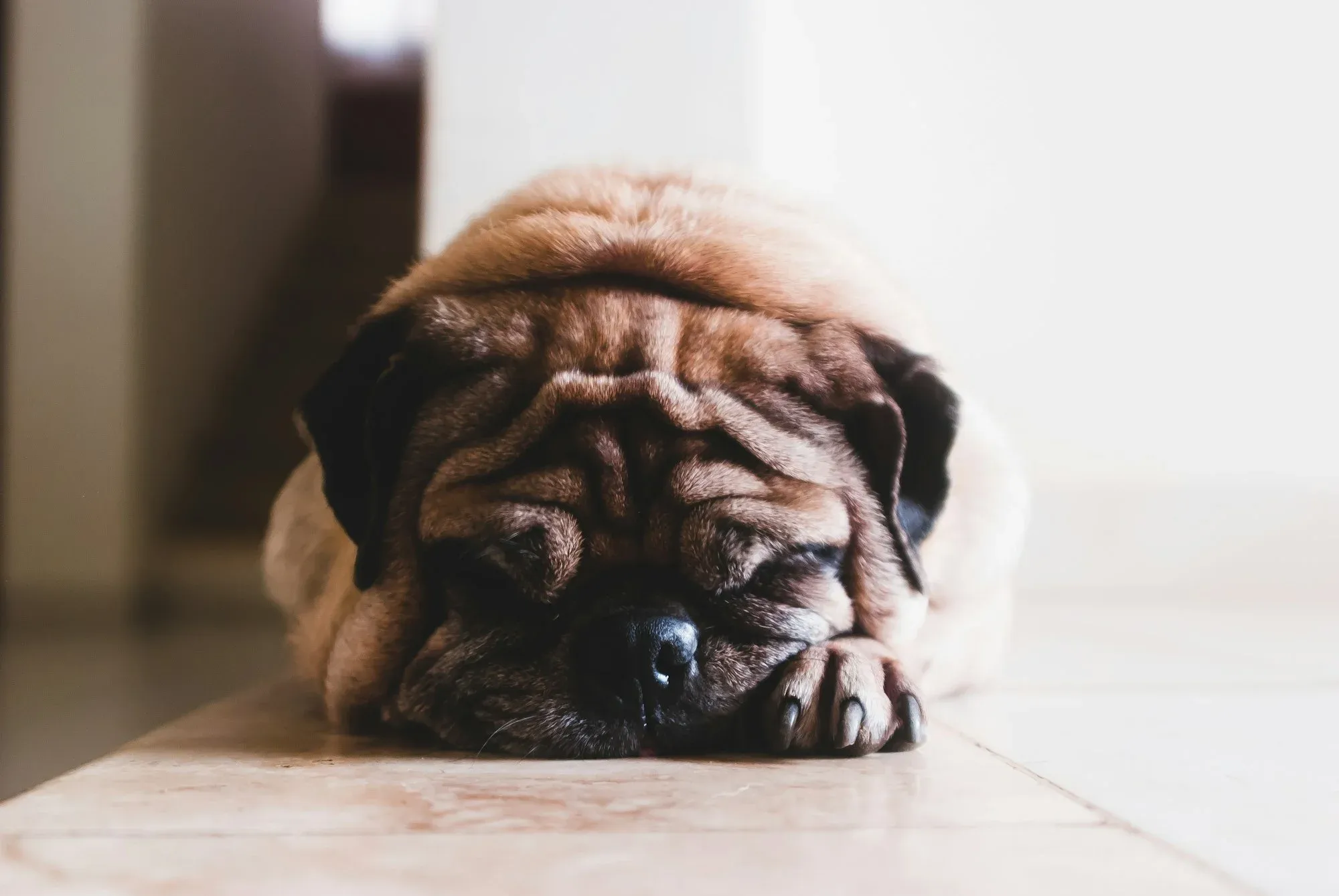 Are Certain Dog Breeds More Prone to Snoring?