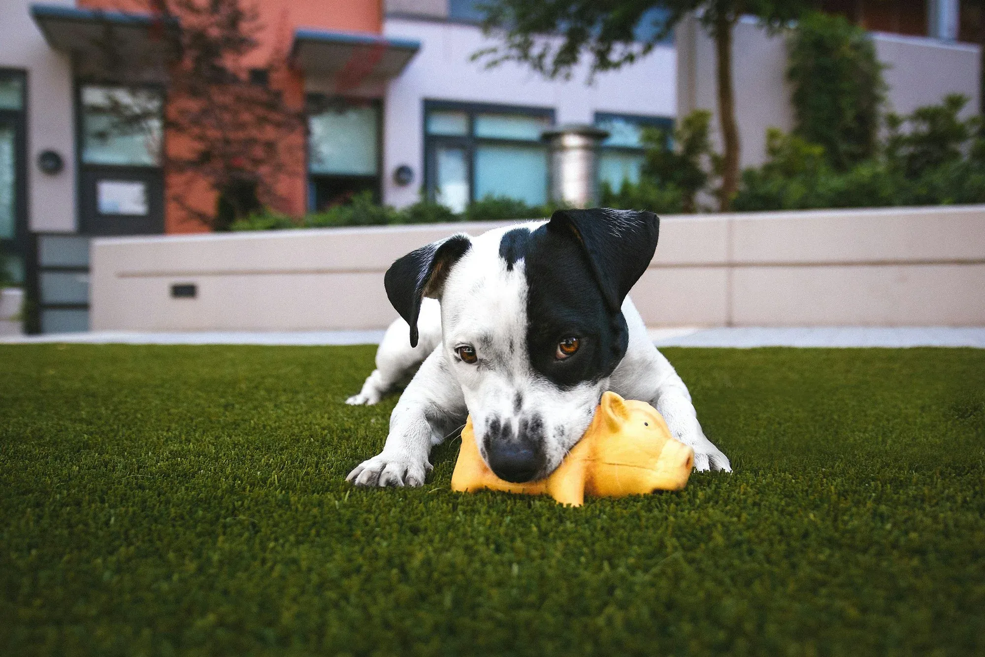 When should I throw away my dog’s toys?