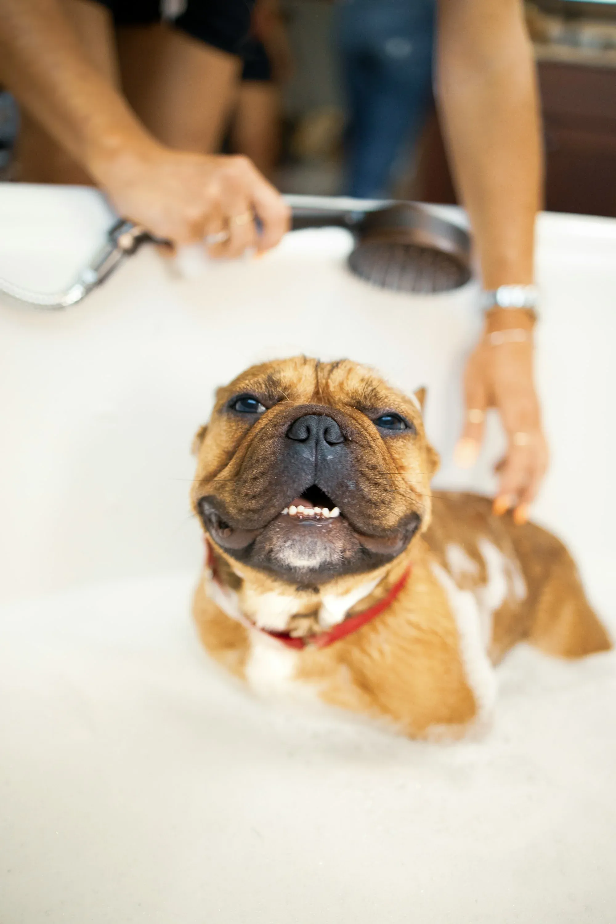 Is Your Dog Acting Like a Maniac After Taking Their Bath?