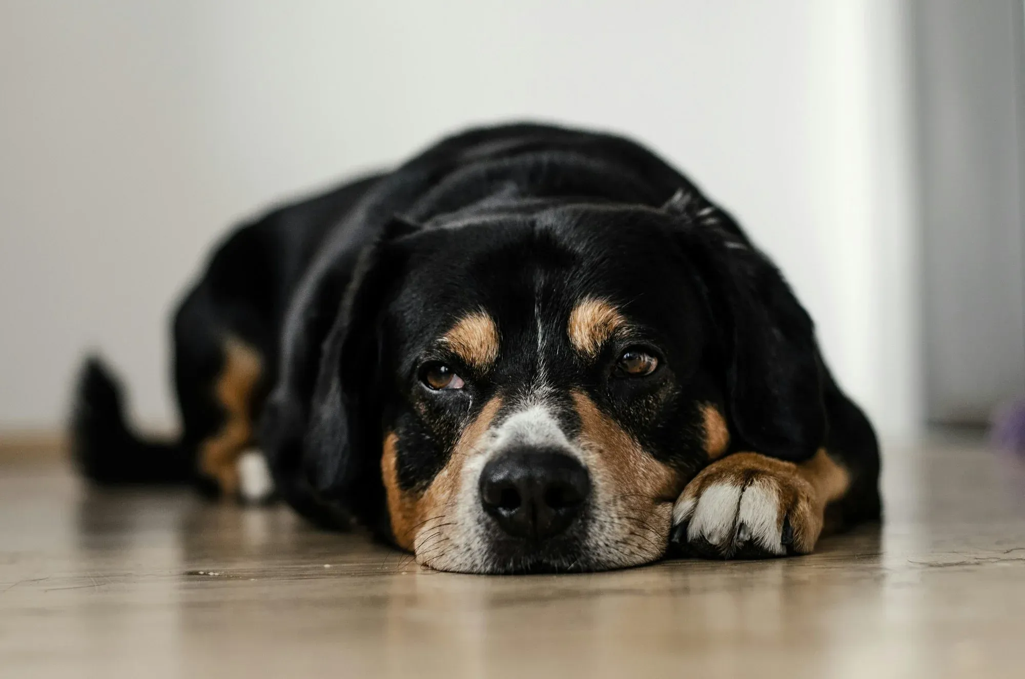 The impact of weight loss on your dog's mood and behavior