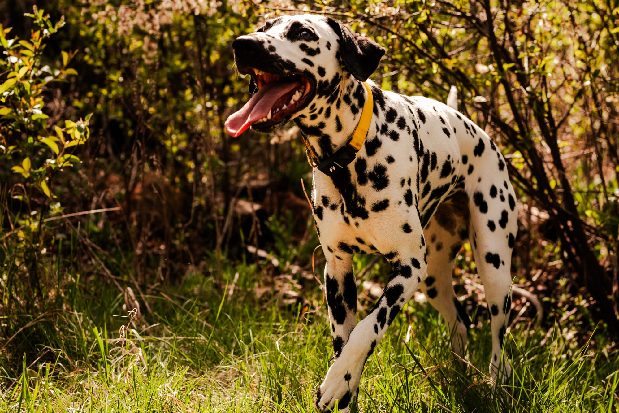 Fi Collar on Dalmatian 