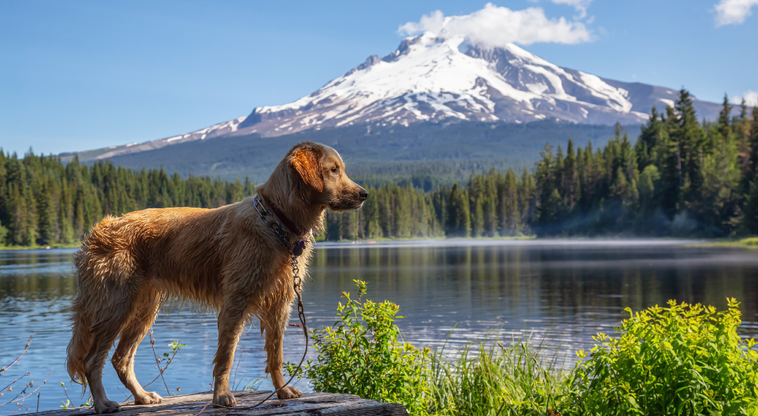 Dog-Friendly National Parks for Hiking