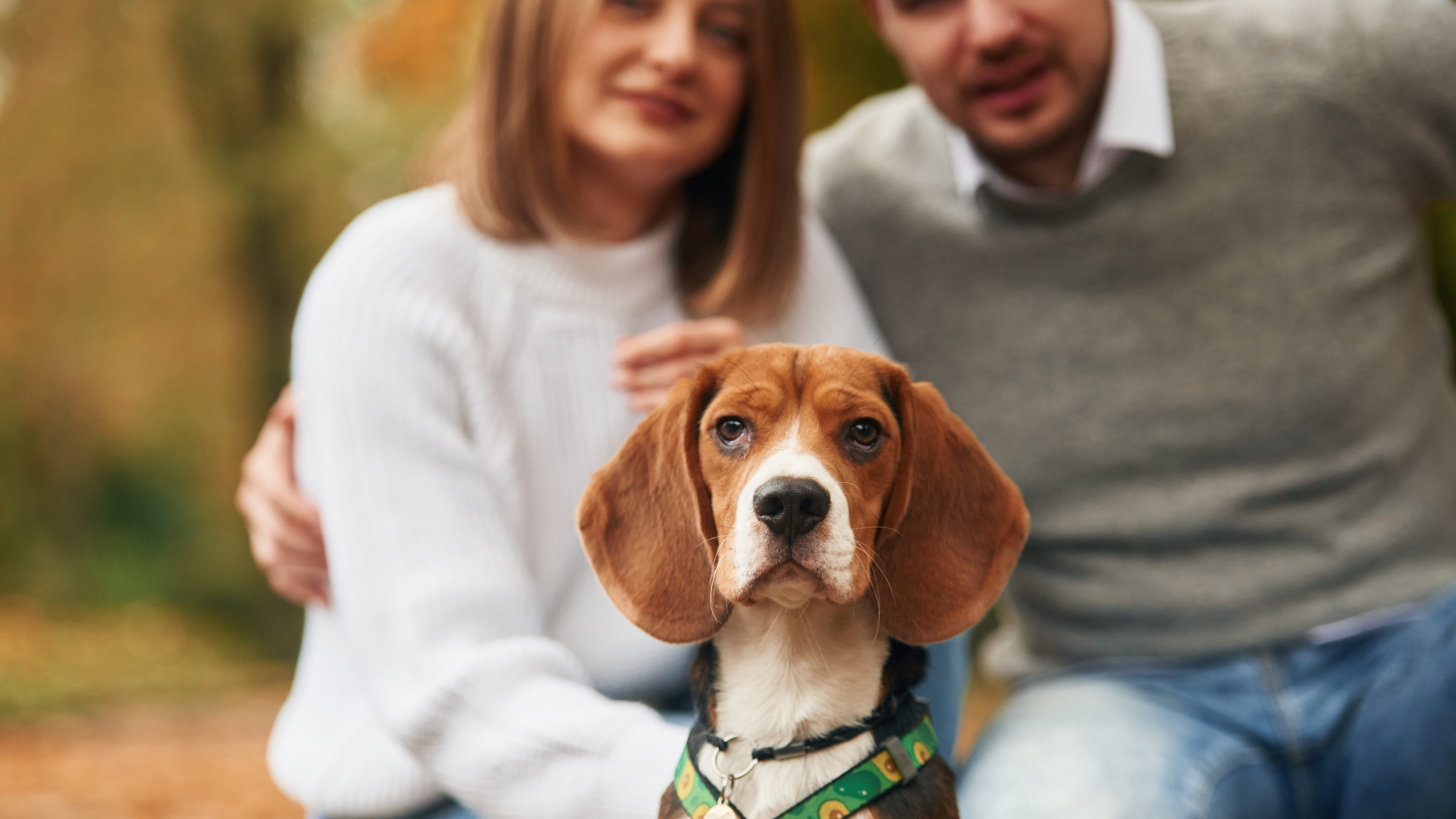 Beagle with a couple