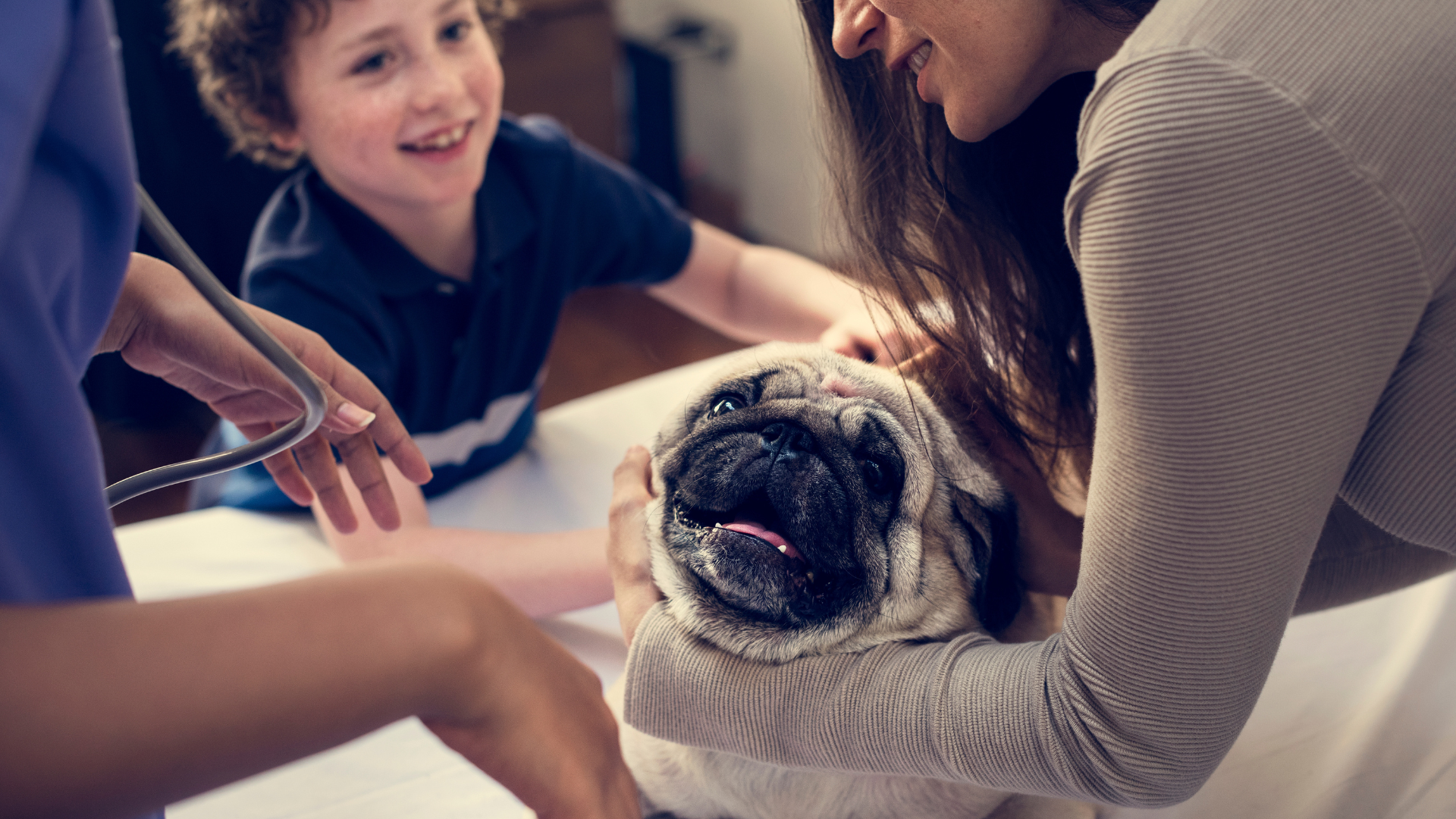 Bulldog with a family