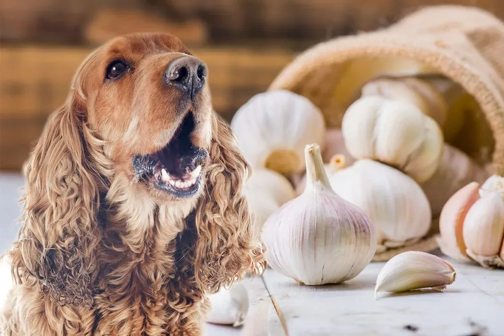 Symptoms of Garlic Poisoning in Humans