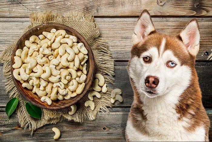 cashews for dog