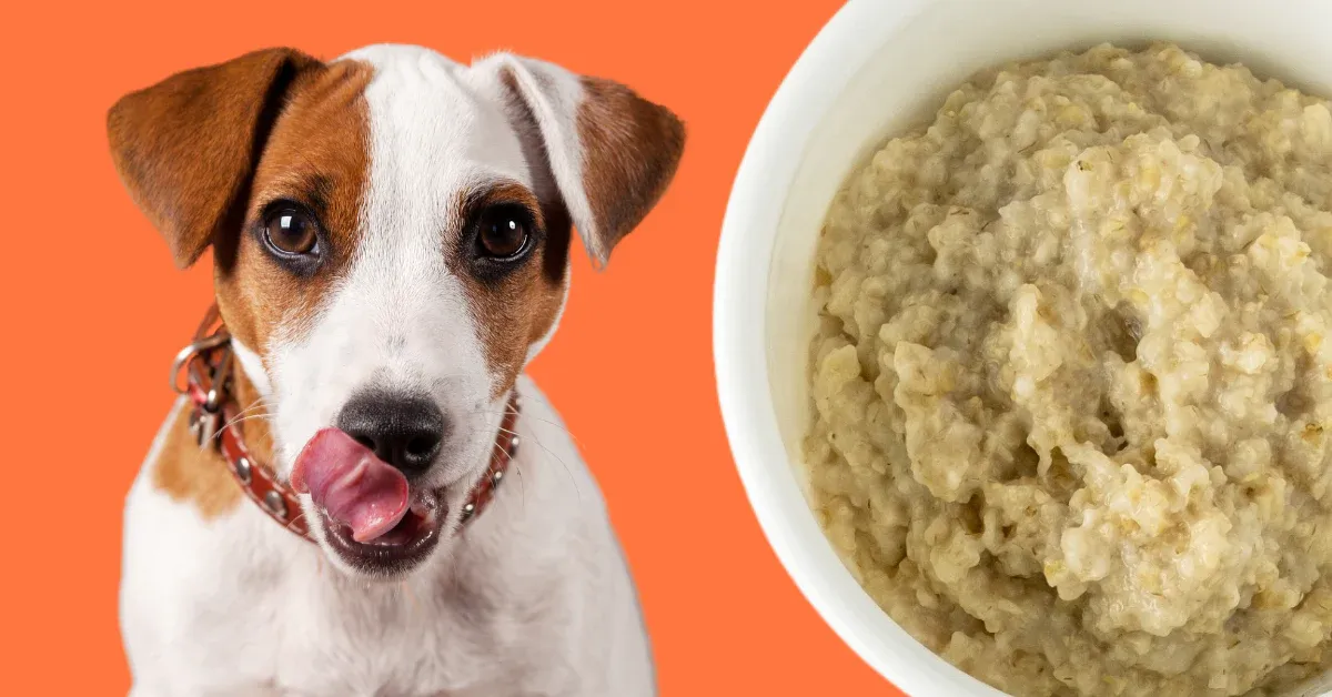 Oatmeal for dog