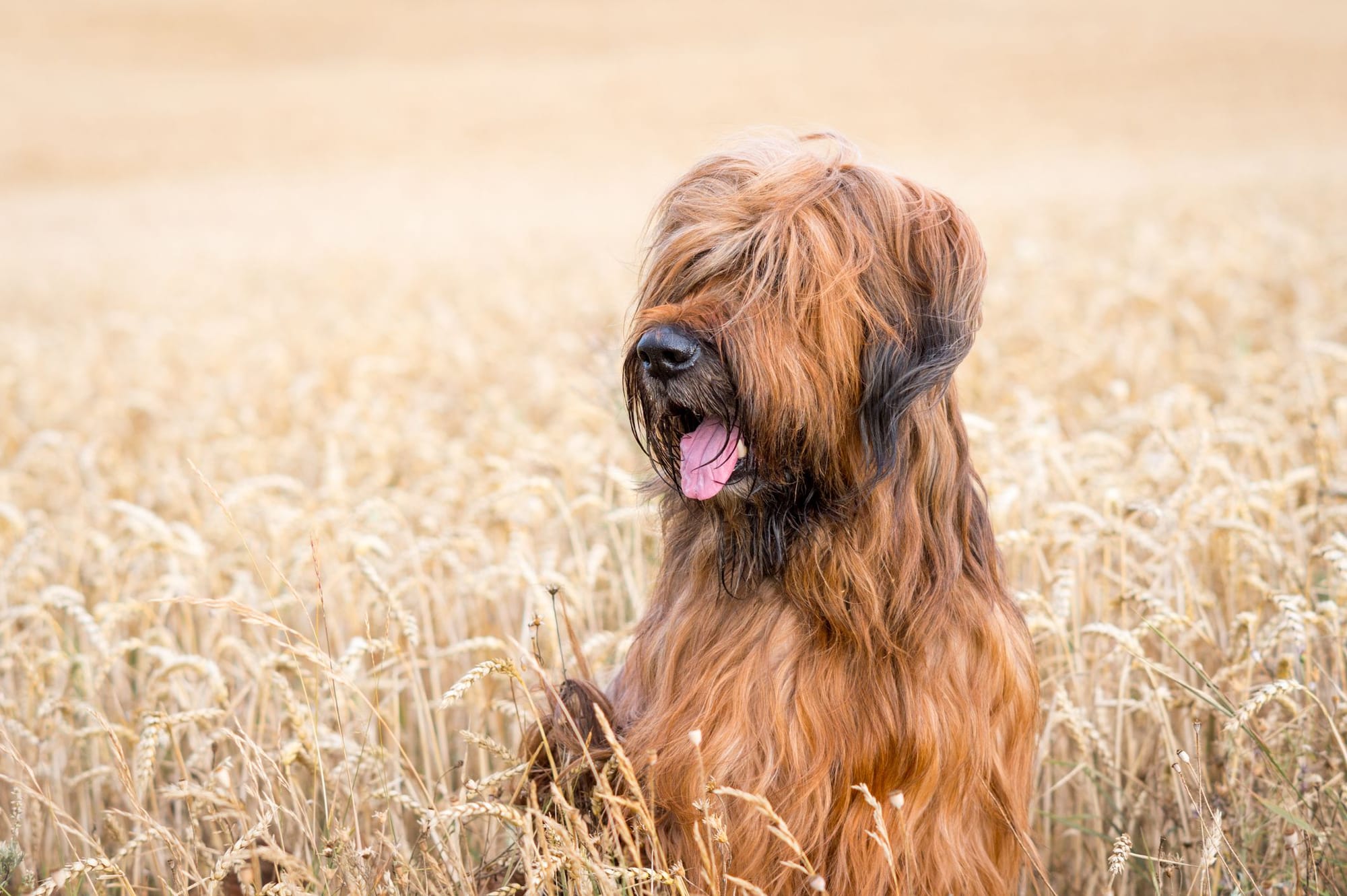 briard puppy