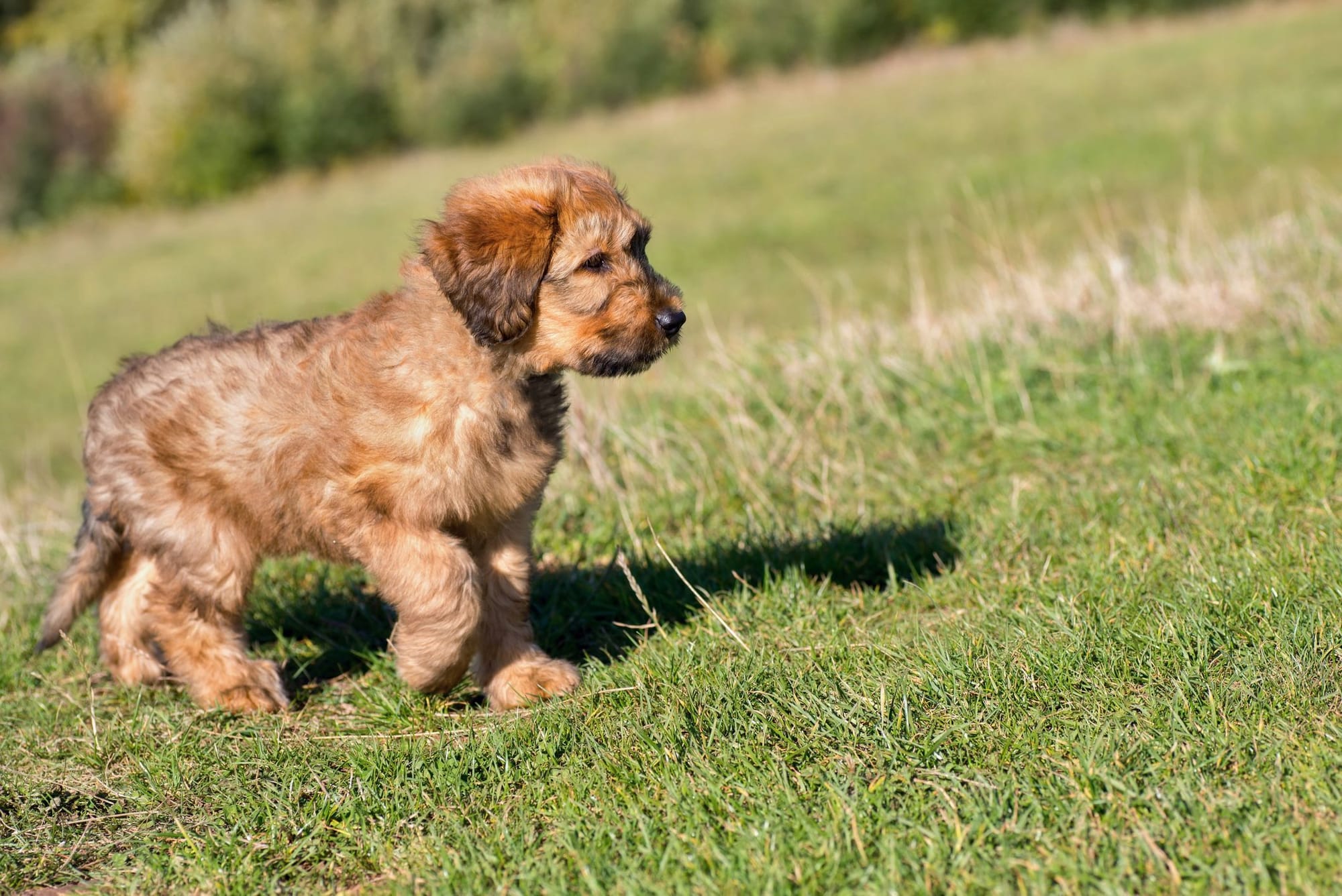 Briard puppy