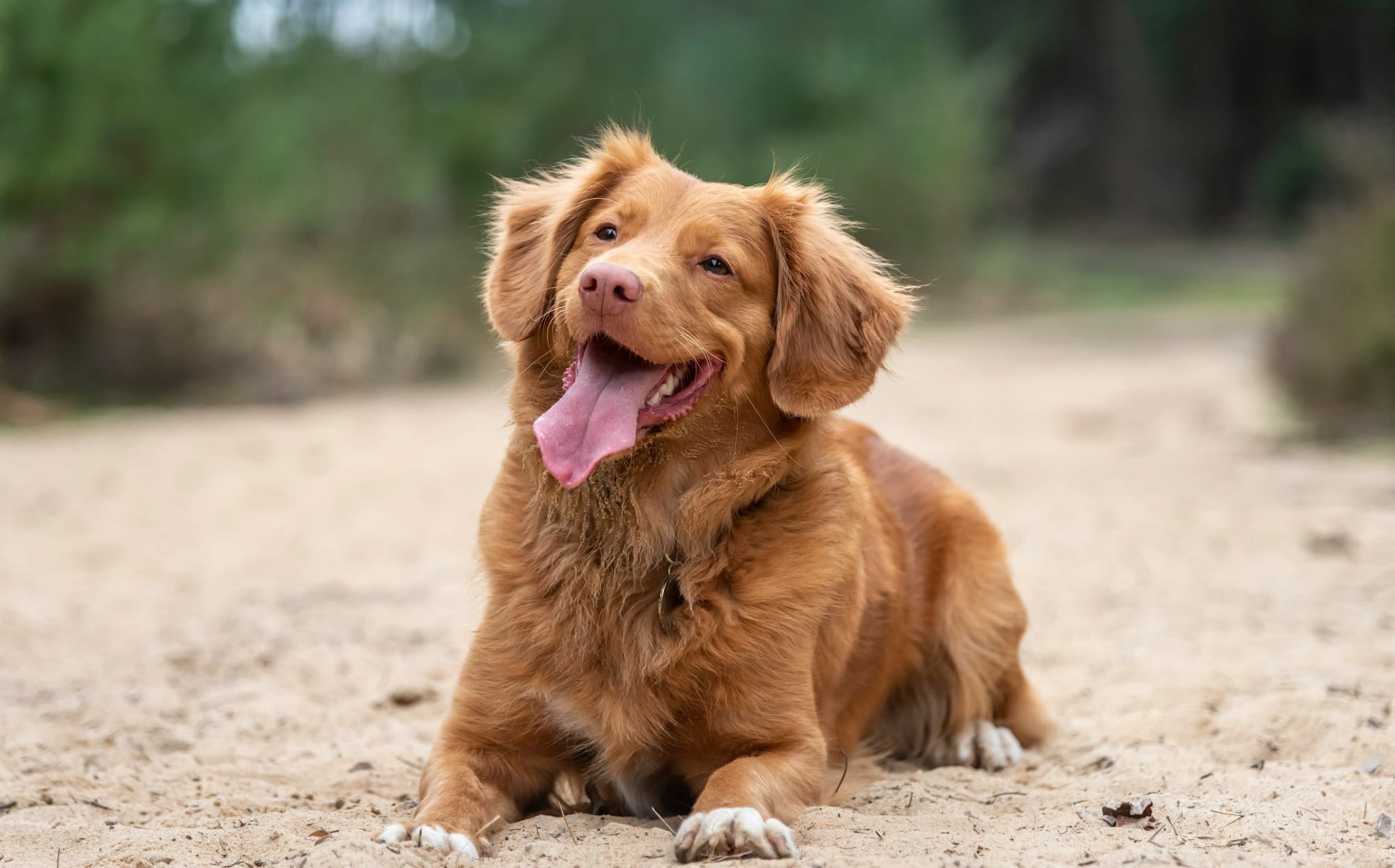 Nova scotia retriever