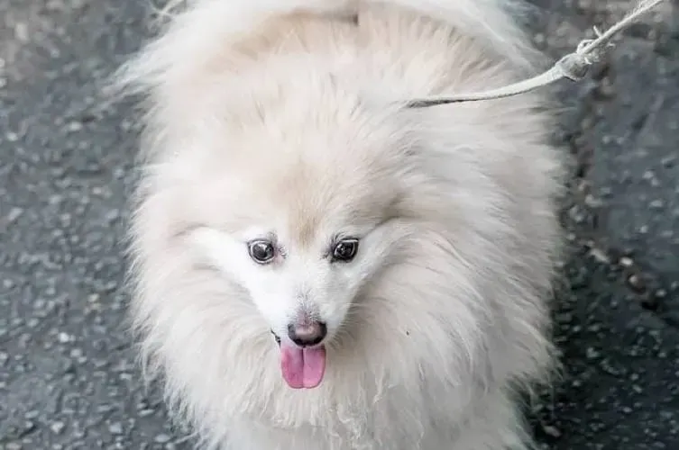 White Pomeranian