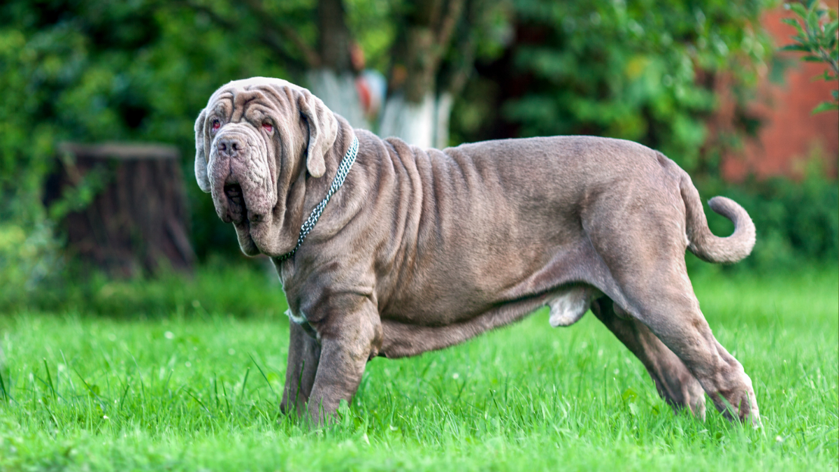 wrinkly dog