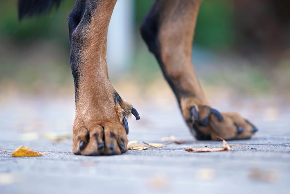 dewclaws in dog