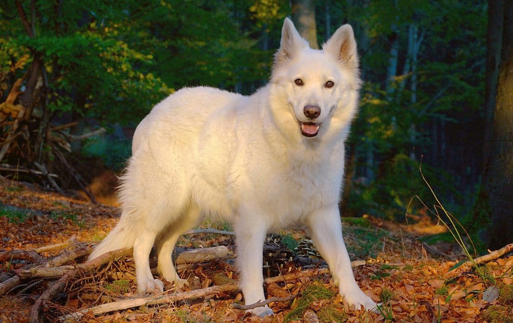 Standing Swiss Shepherd