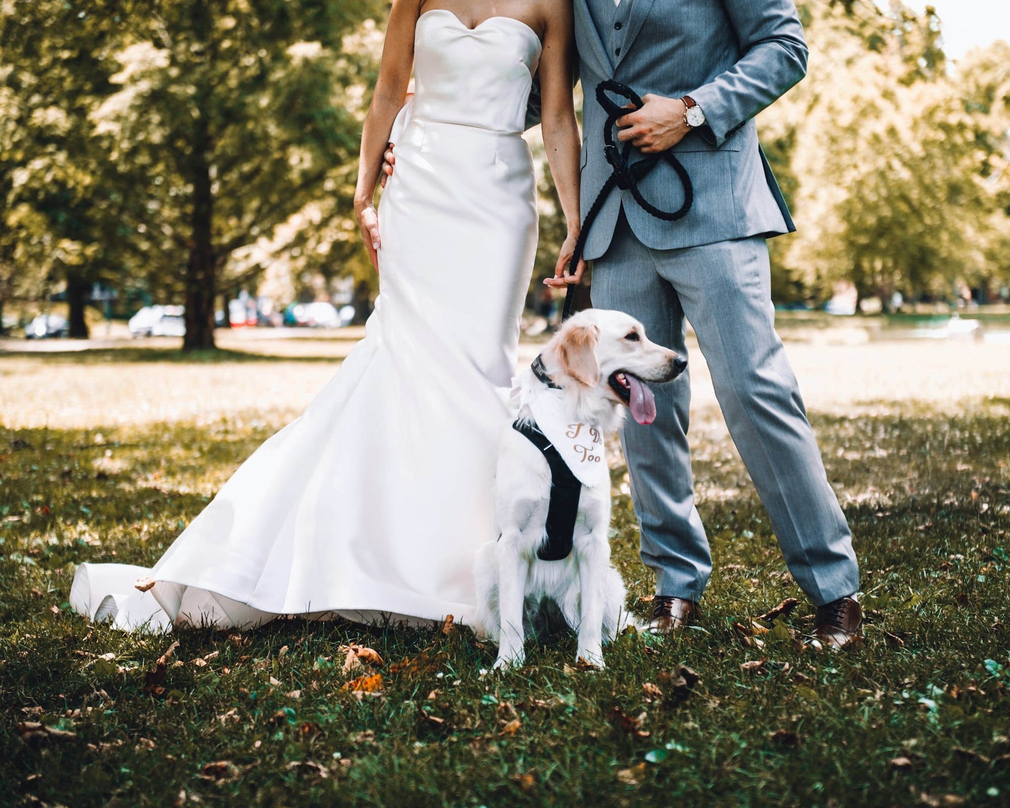 dog tuxedo with a new couple