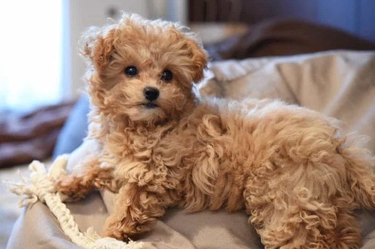 Chipoo puppies