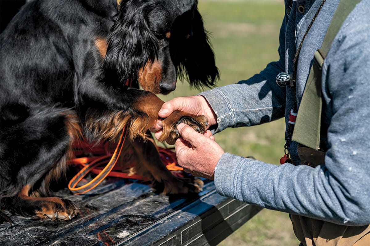 inspecting dewclaws