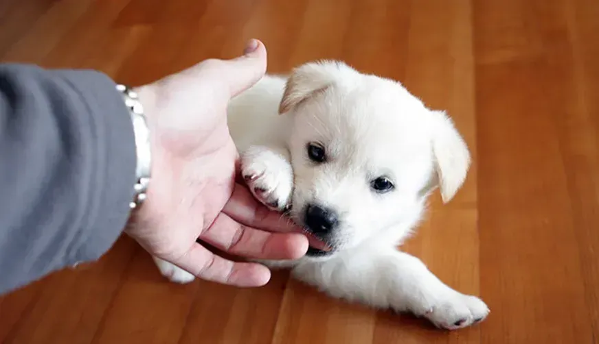 jindo puppy