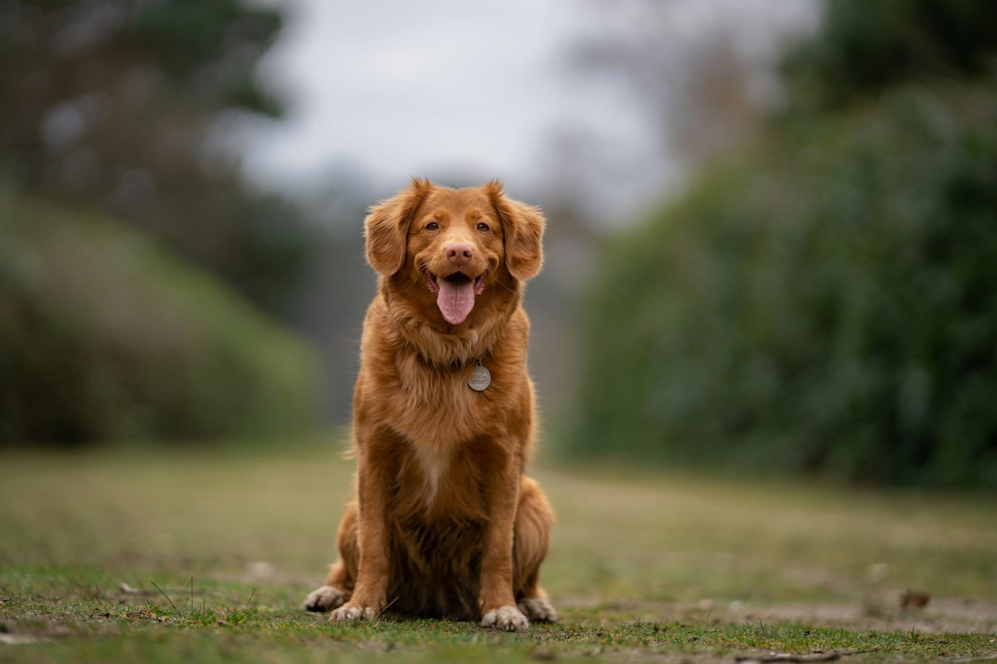 Duck tolling retriever