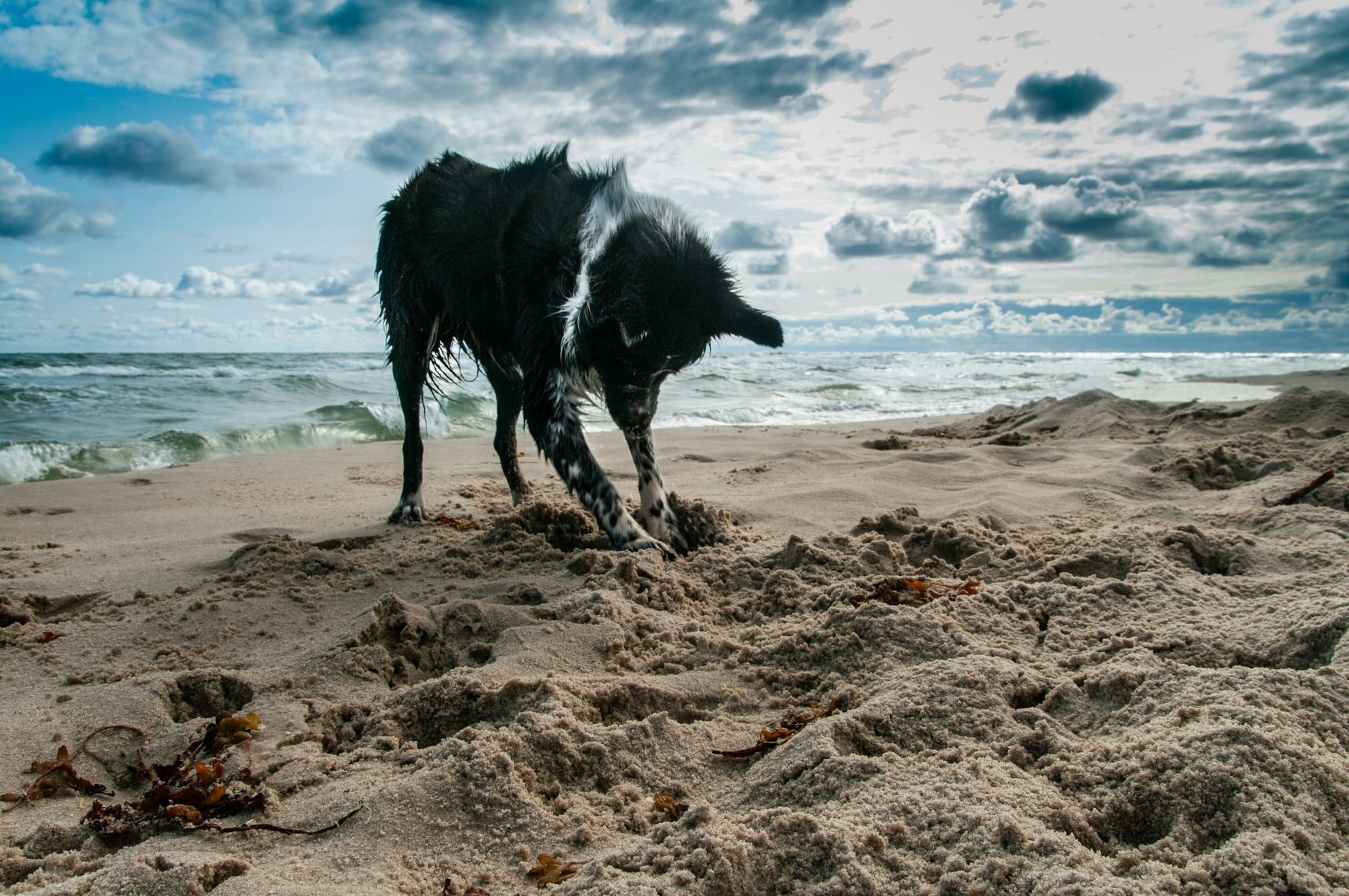 dog digging sand on beach