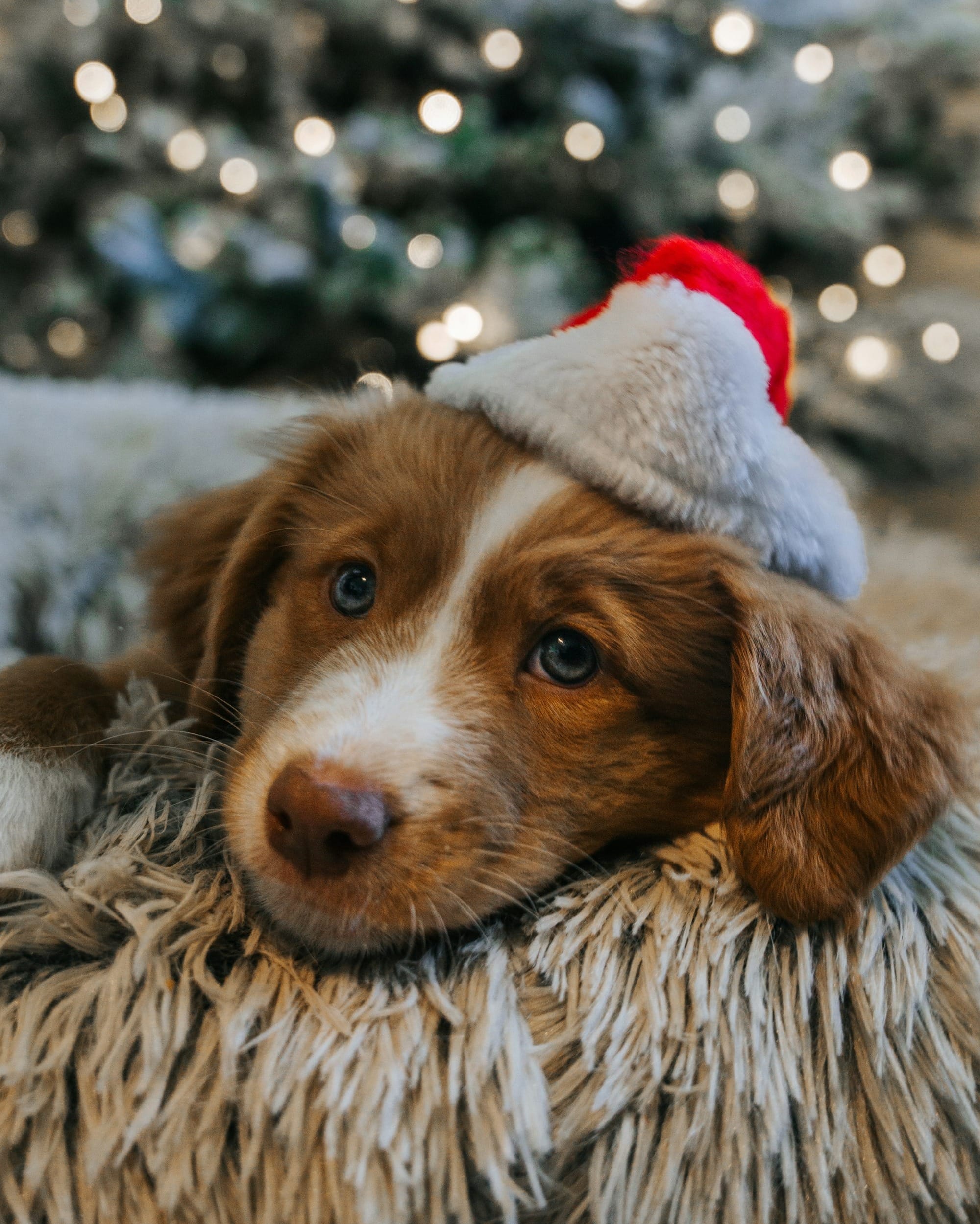 Nova Scotia Duck Tolling Retriever Temperament: An In-Depth Look at Their Behavior and Personality Traits!