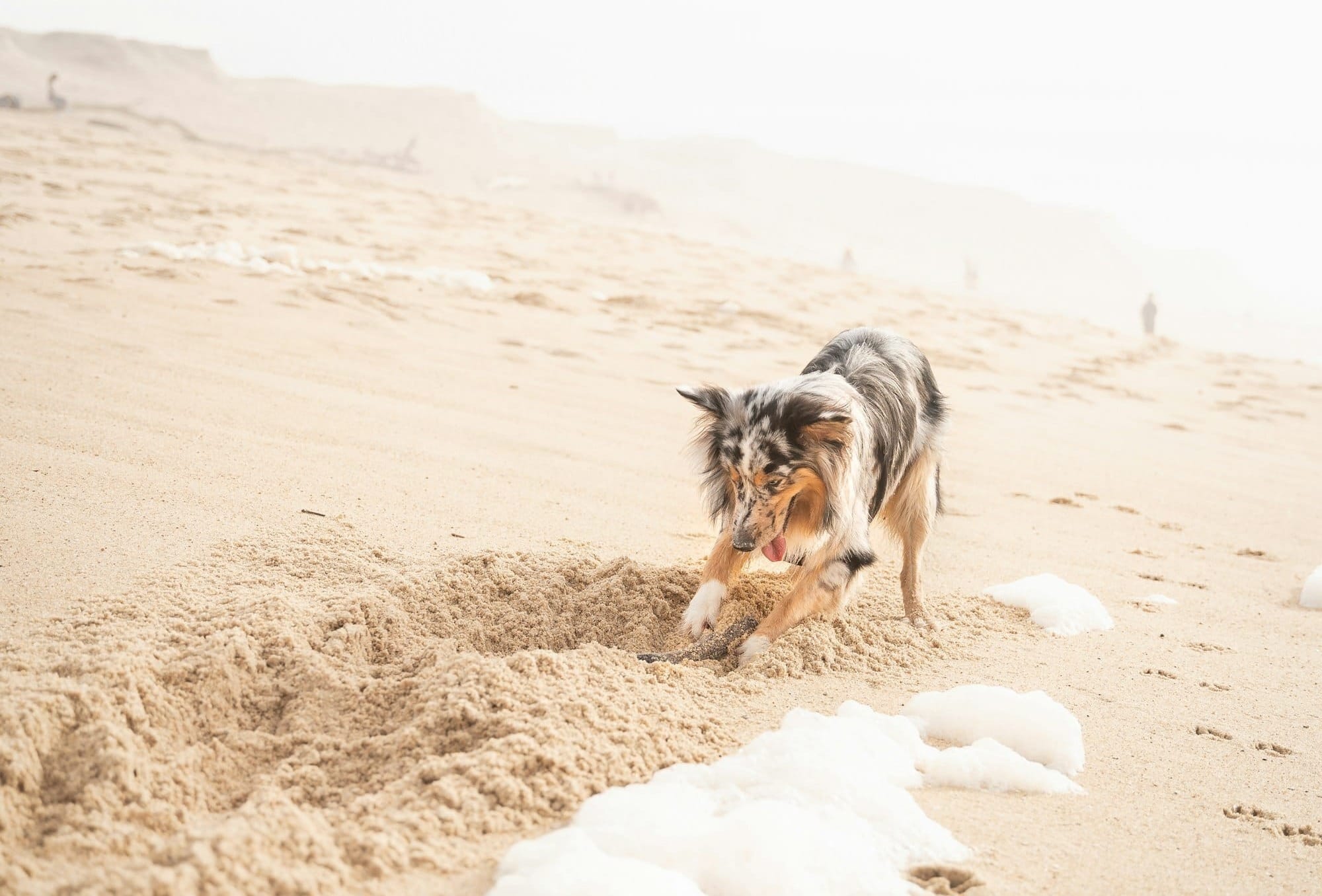 dog on beach