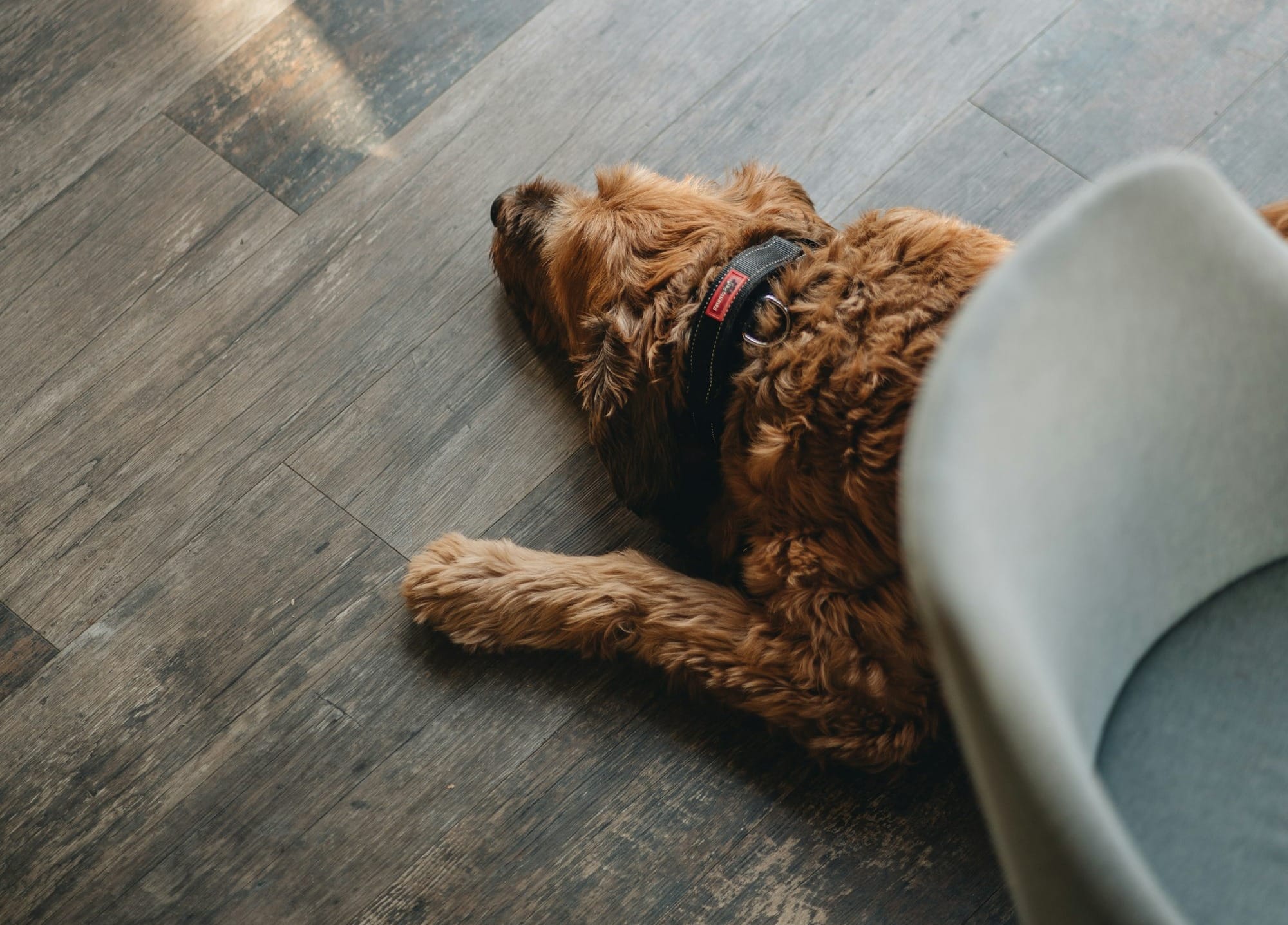 a brown dog laying on top of a wooden floor