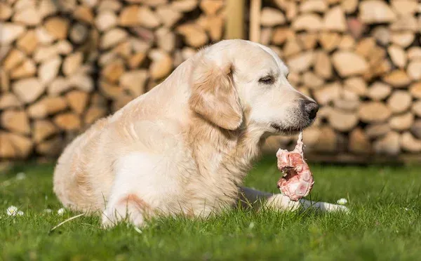 raw chicken eating by dog