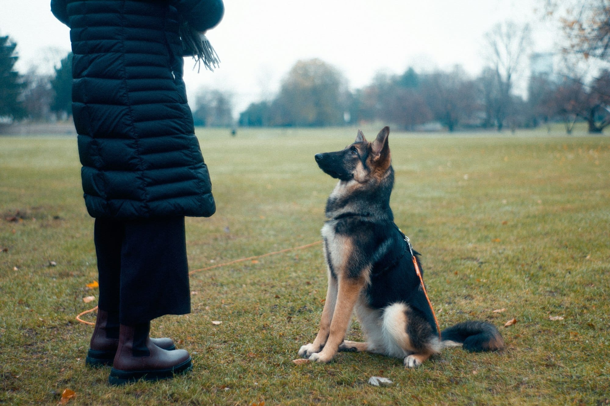 dog sitting on grass in front of her owner