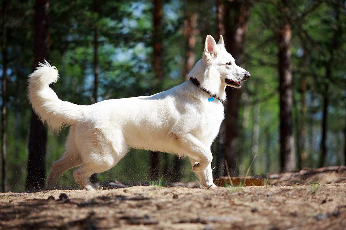 White Swiss Shepherd 