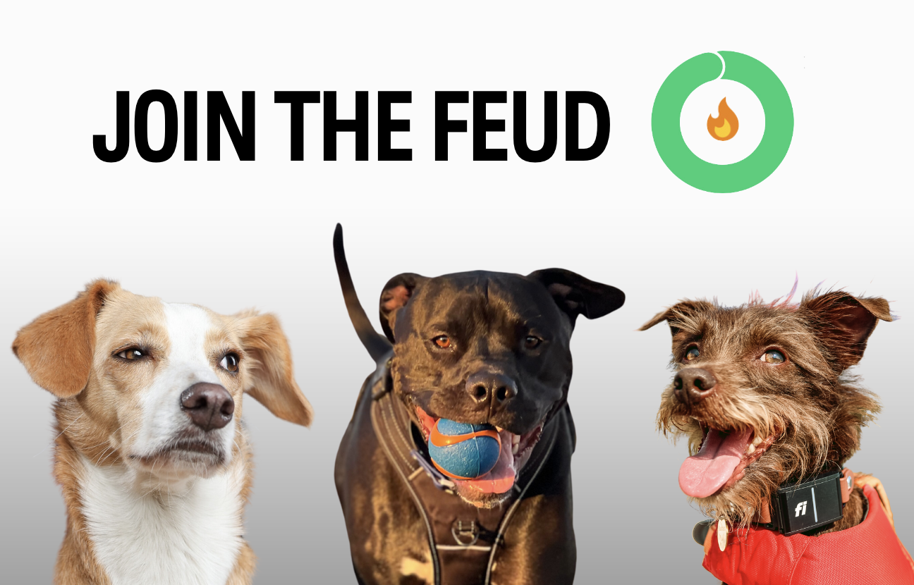 The #FiFeud: Meet the Pups Turning Friendly Competition into a Step Showdown!