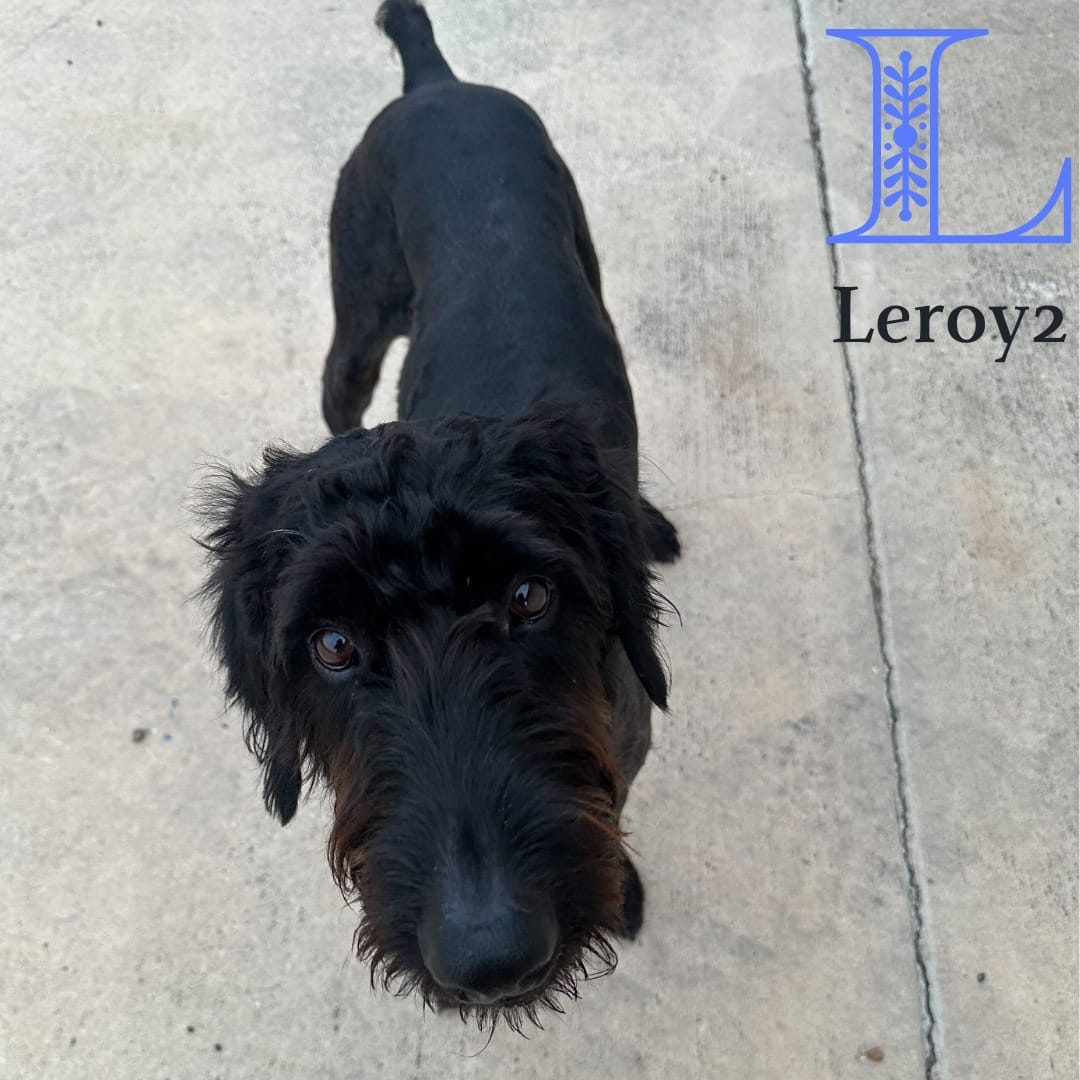 Leroy 2