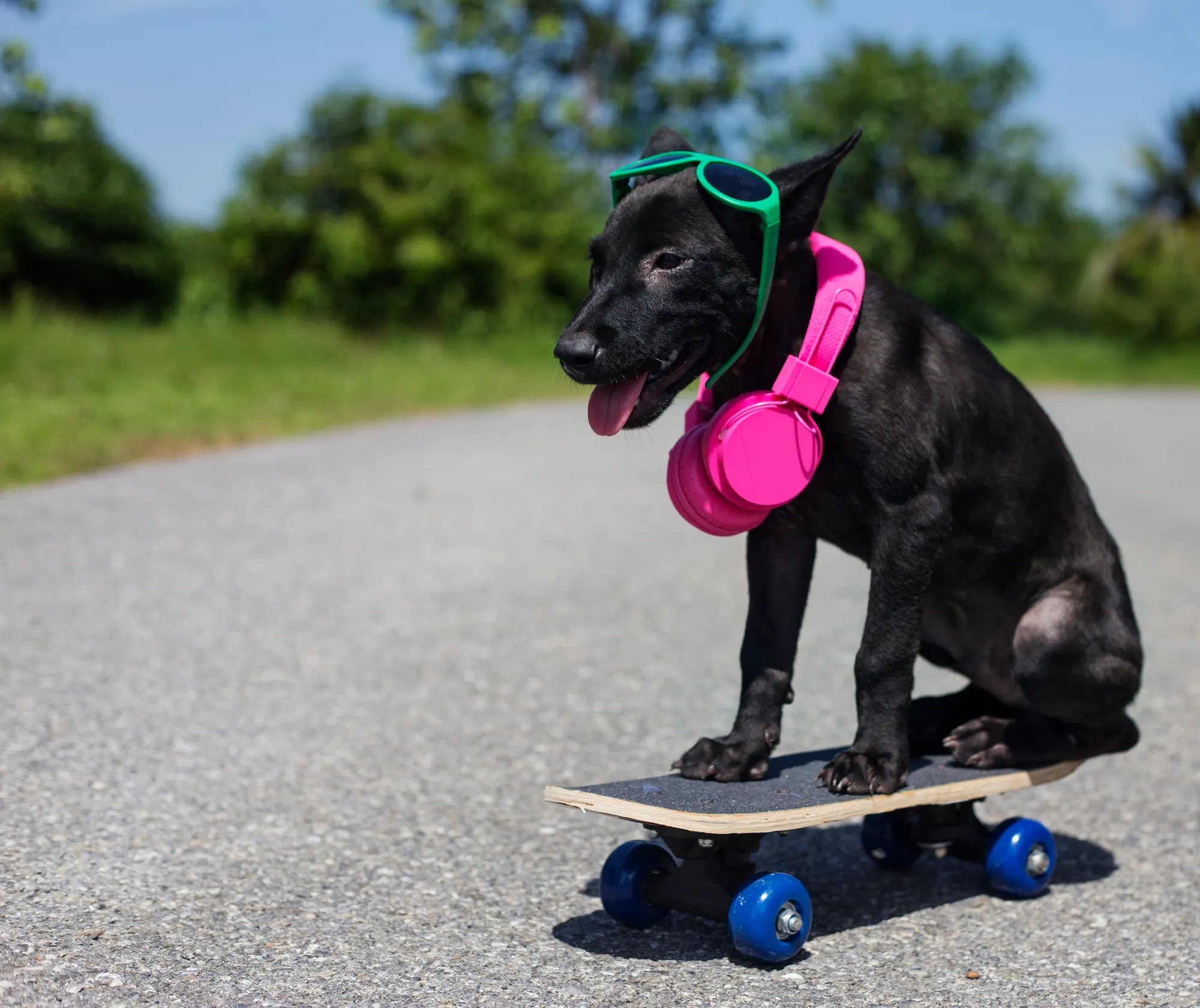 Dog Tech and Gear