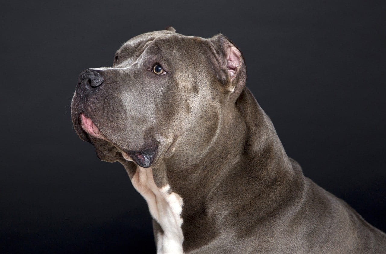 Strongest Dog Breeds