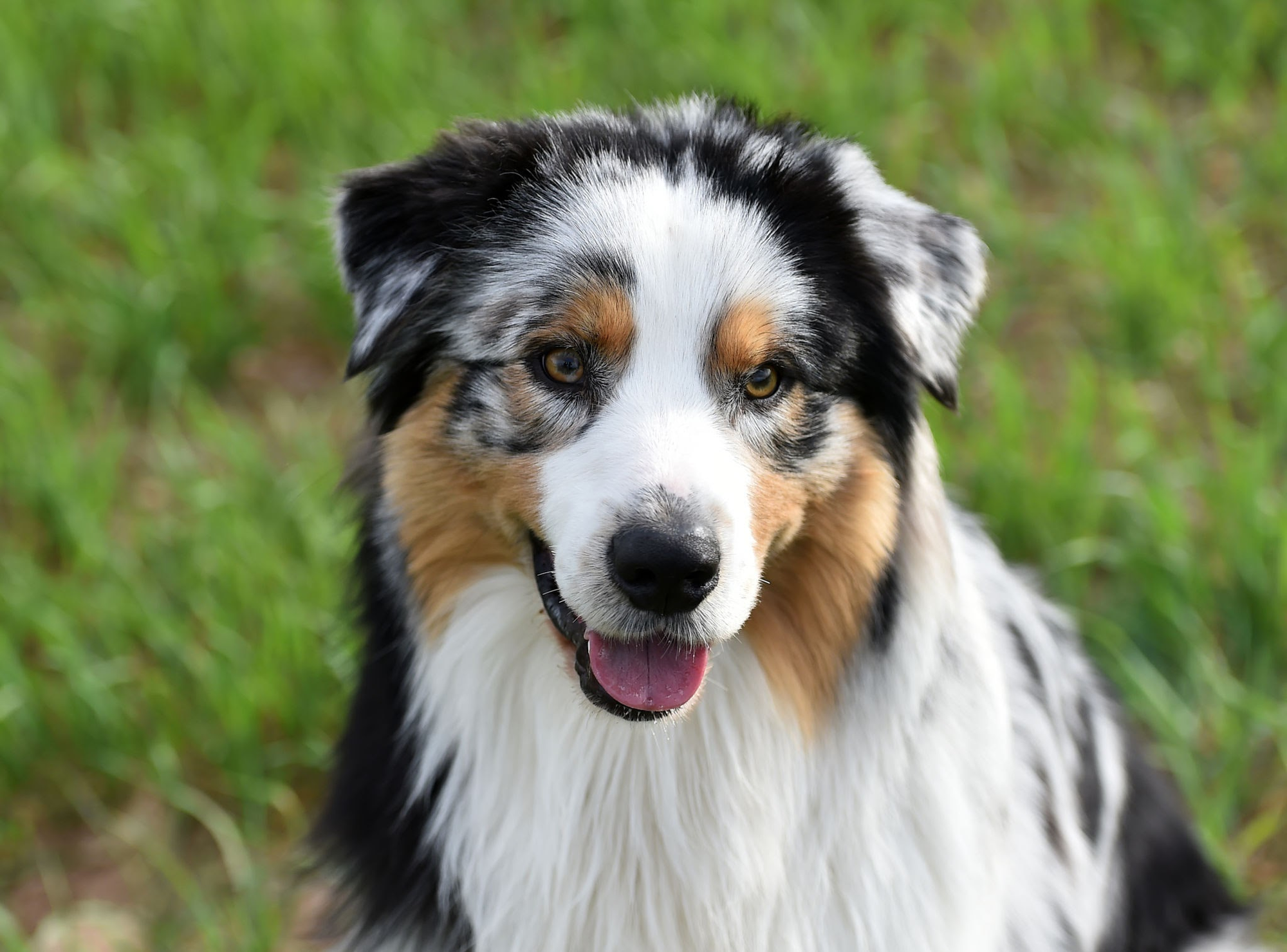 10 Border Collie Mixes