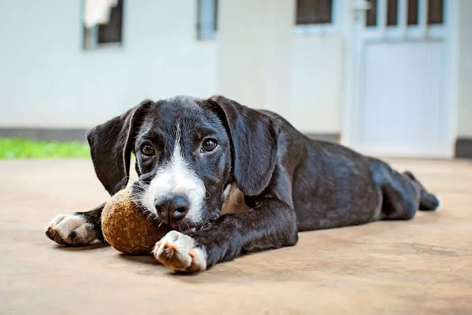 10 Border Collie Mixes